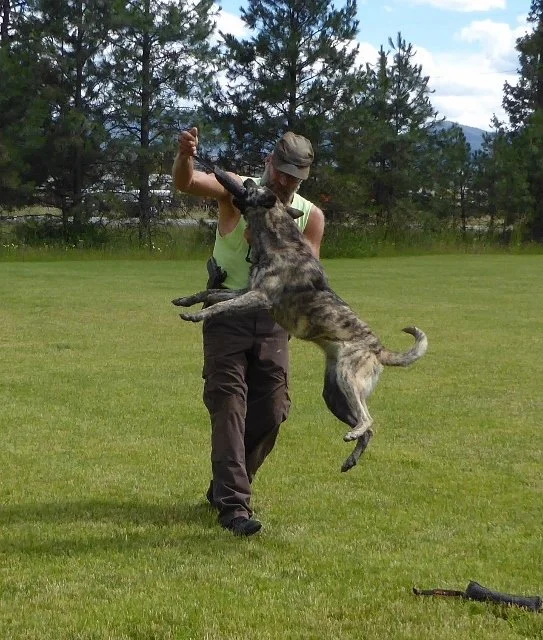 Person training a dog outdoors on grassy field
