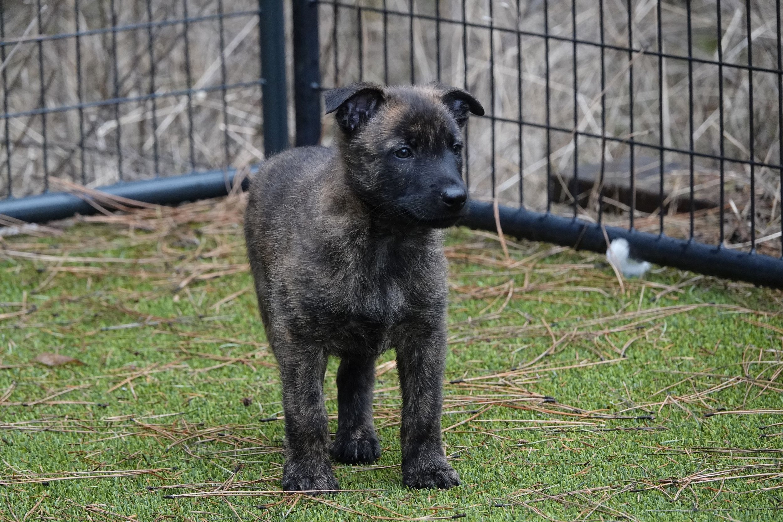 Orange_7weeks6_sm.jpg