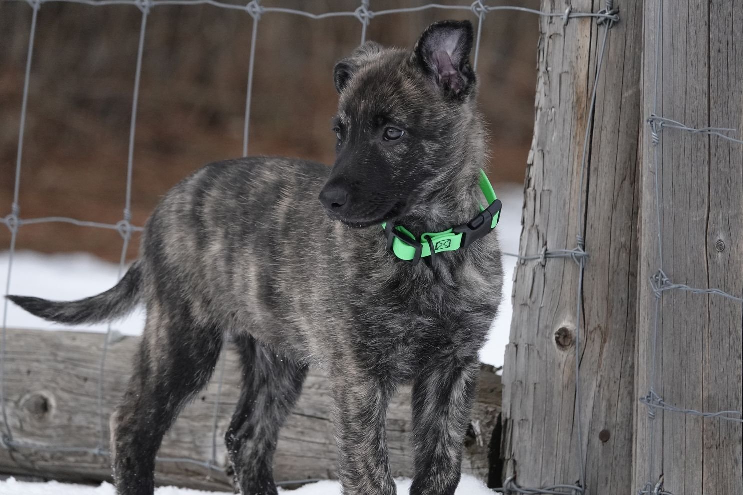 Green_8weeks3_sm.jpg
