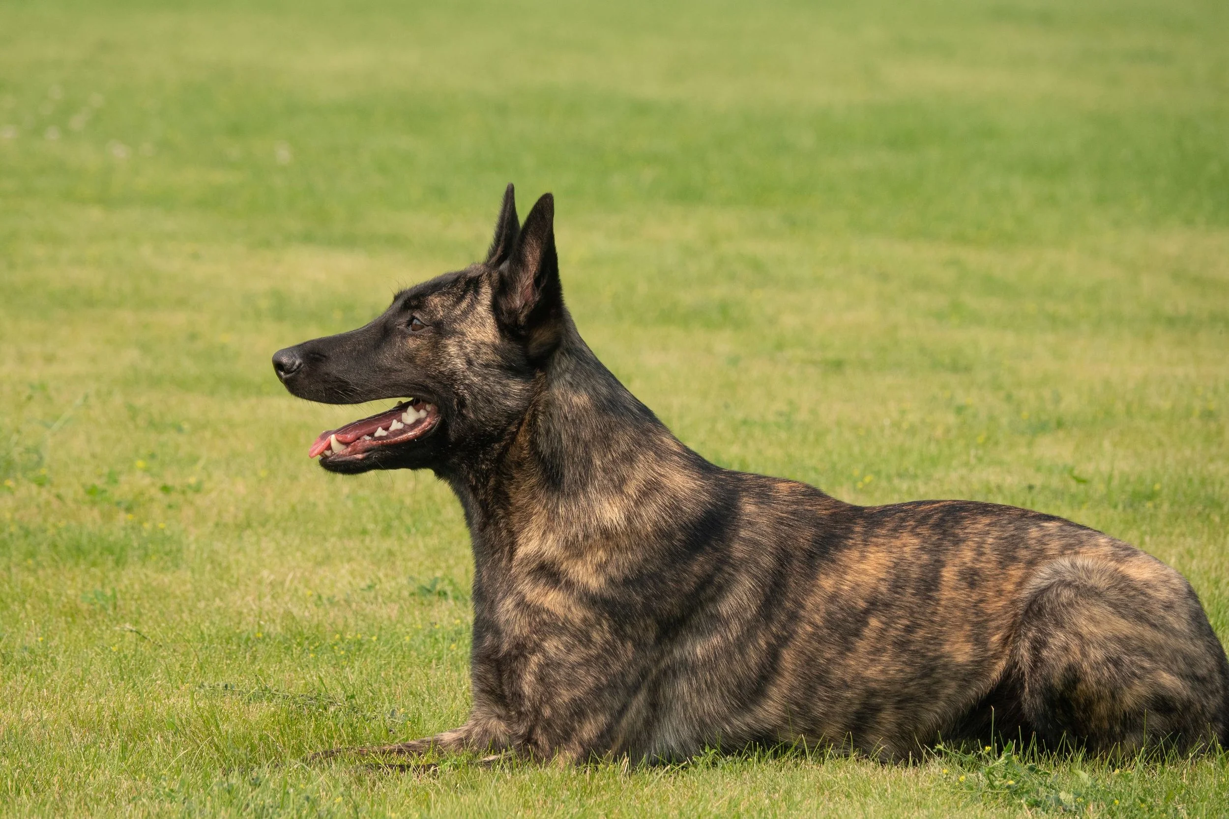 Tora 11 months 5.jpg