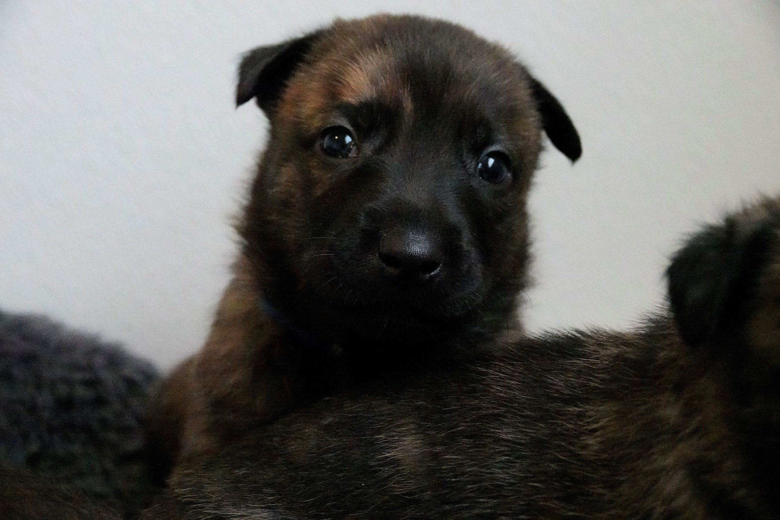 Blue_26days2_sm.jpg