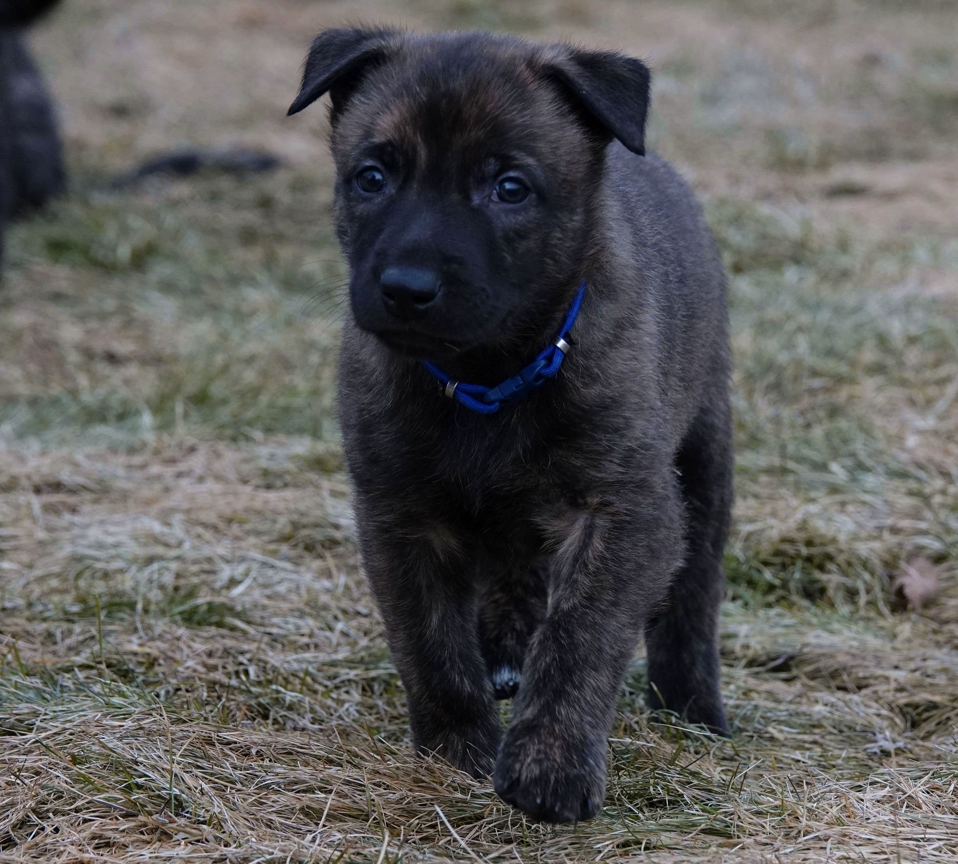 Blue_5weeks4_sm.jpg