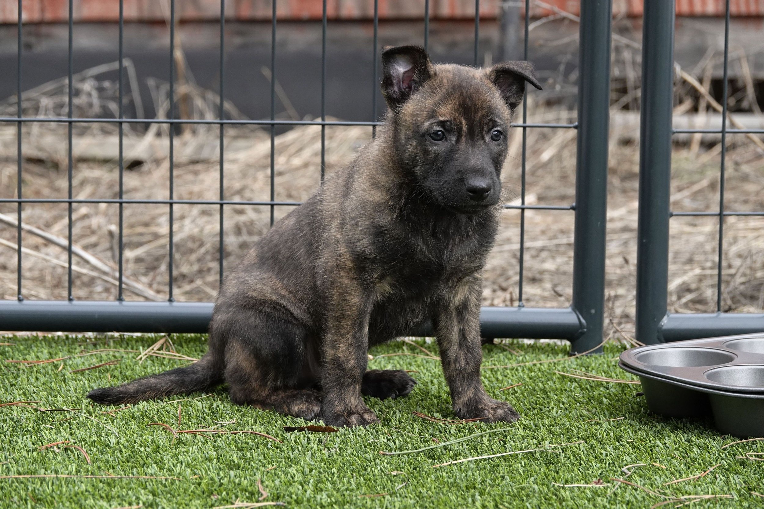 Blue_6weeks7_sm.jpg