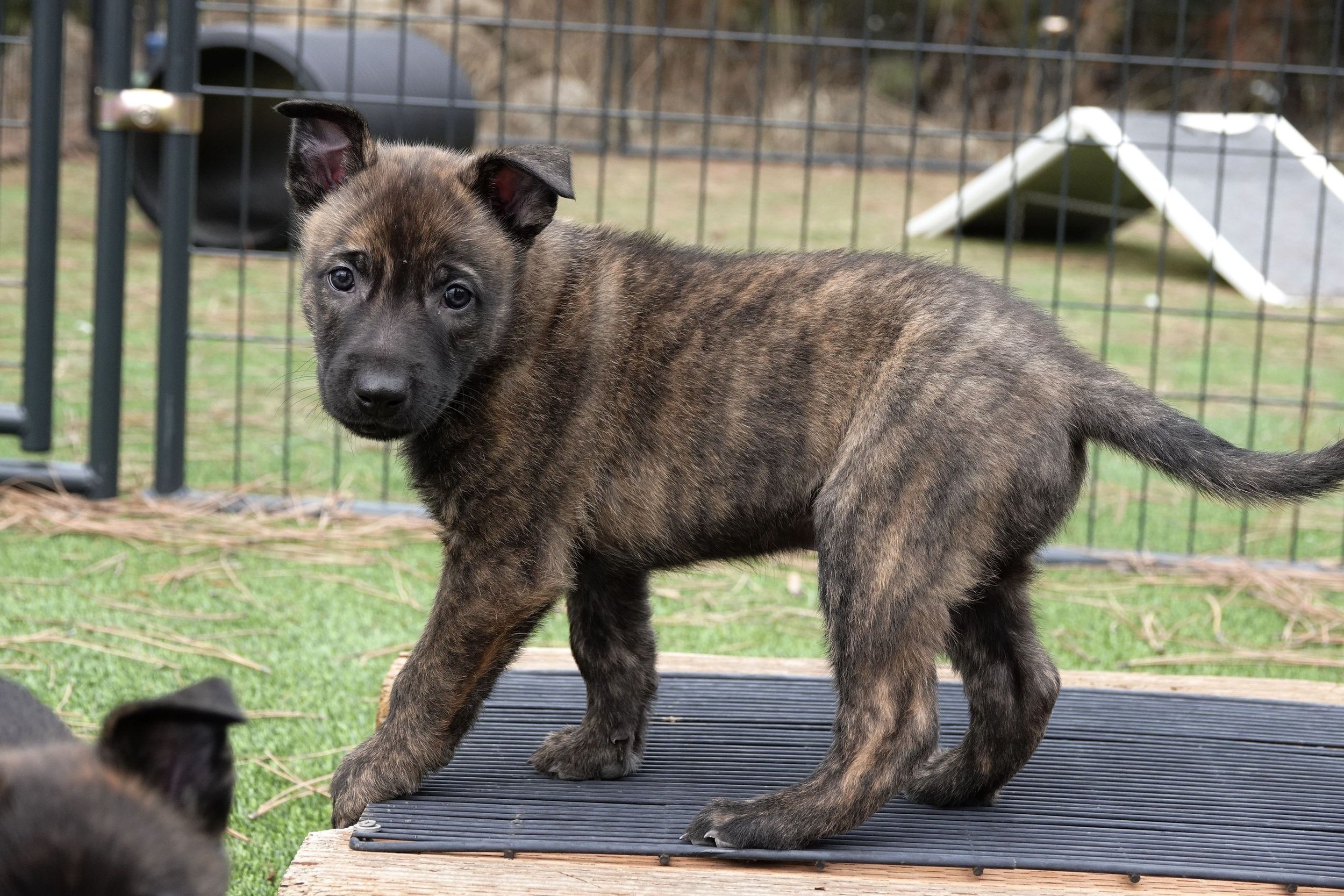 Blue_6weeks2_sm.jpg