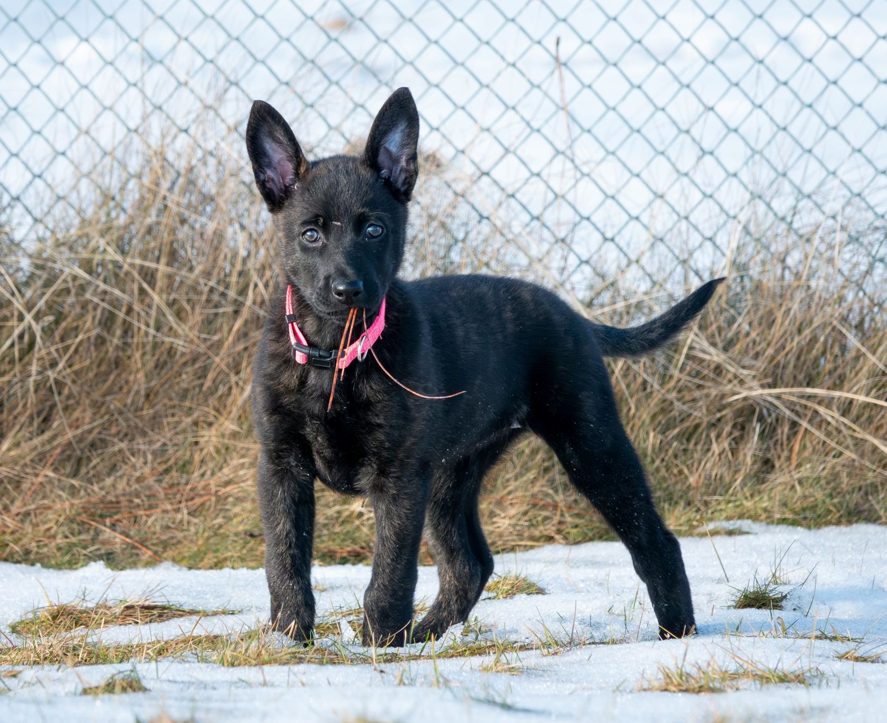 Pink - Pista (Ziva) - 8 weeks