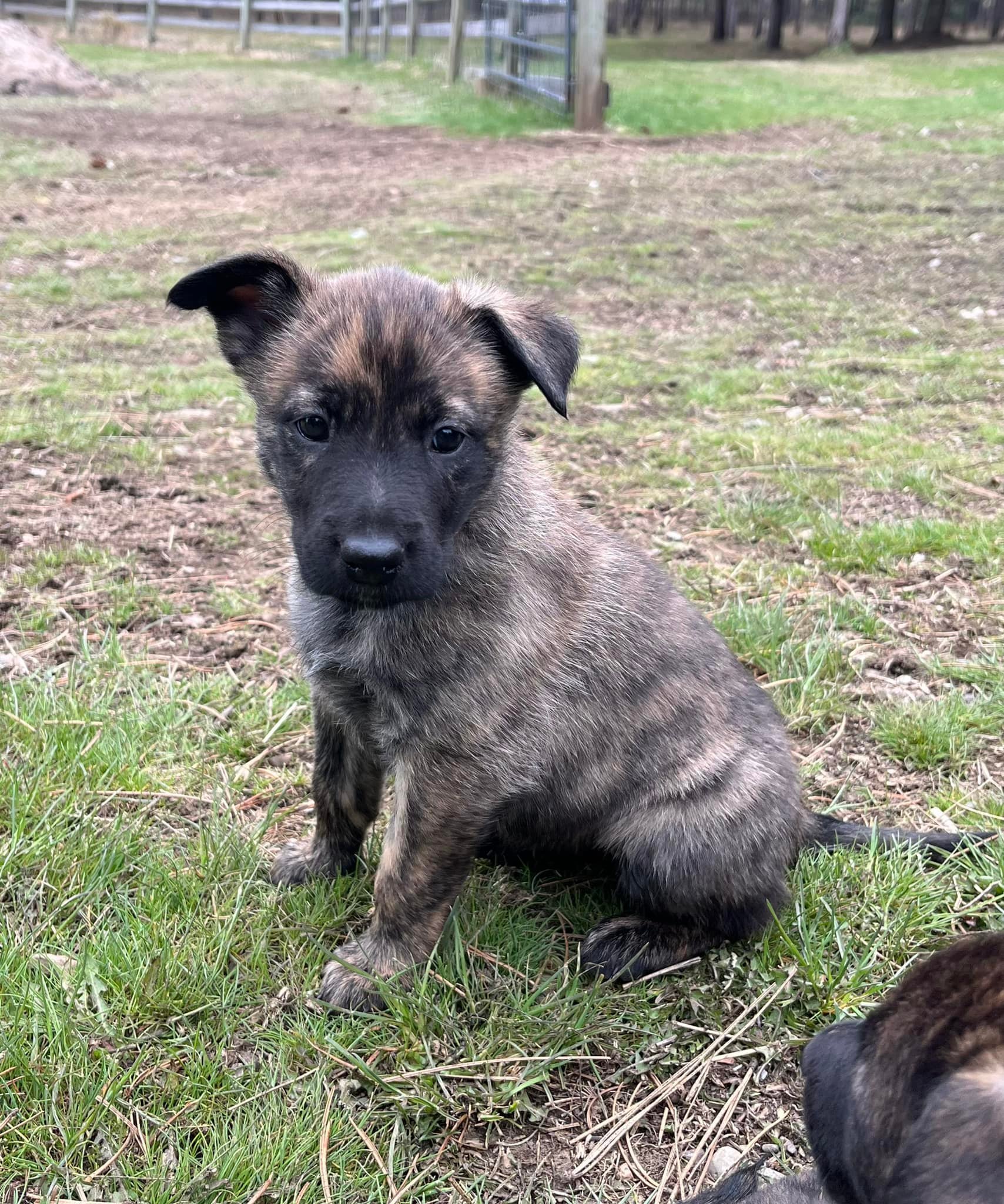 Rose_5weeks.jpg