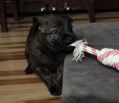 Pink_4weeks3_sm.jpg