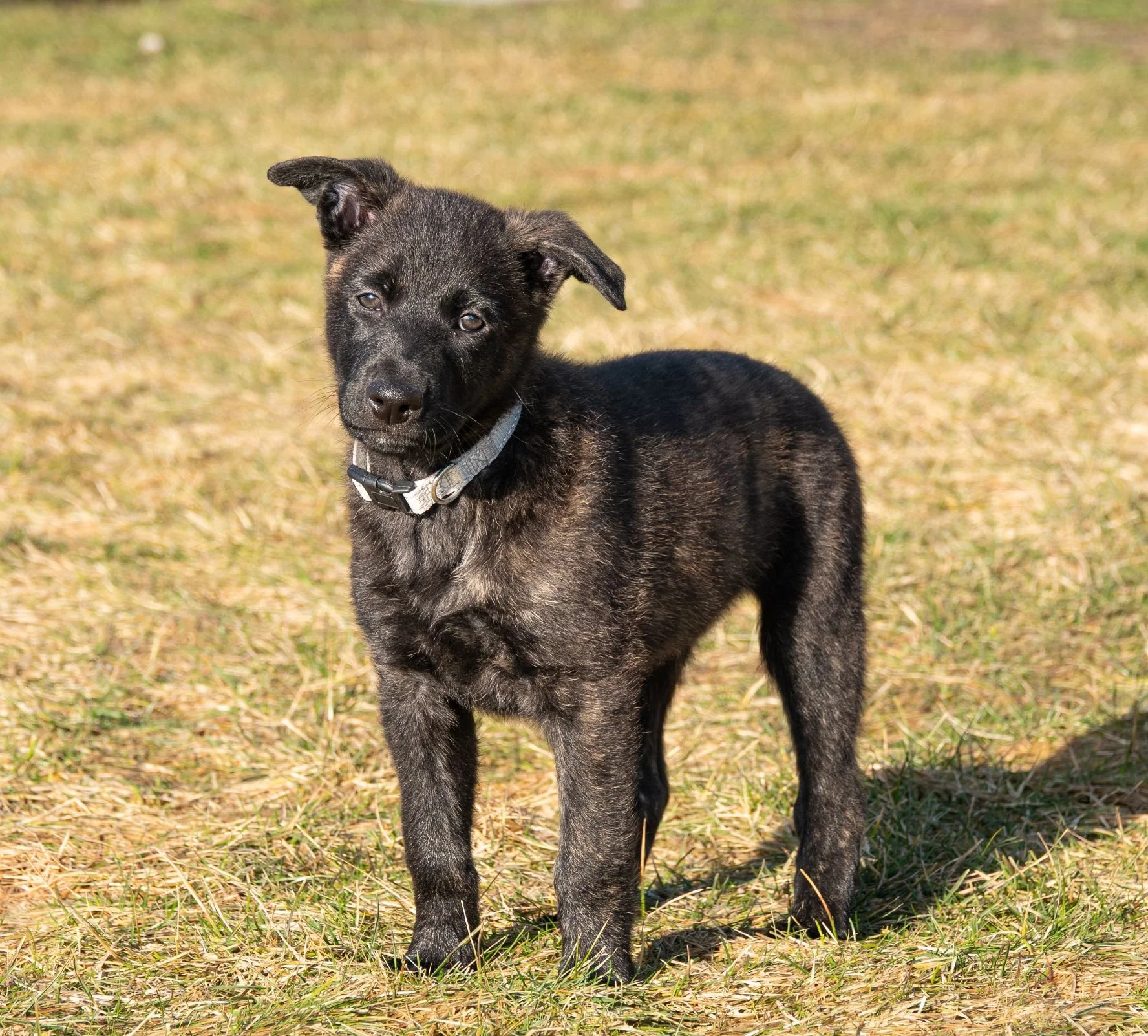 Olive - Presto (Rowyn) - 8 weeks