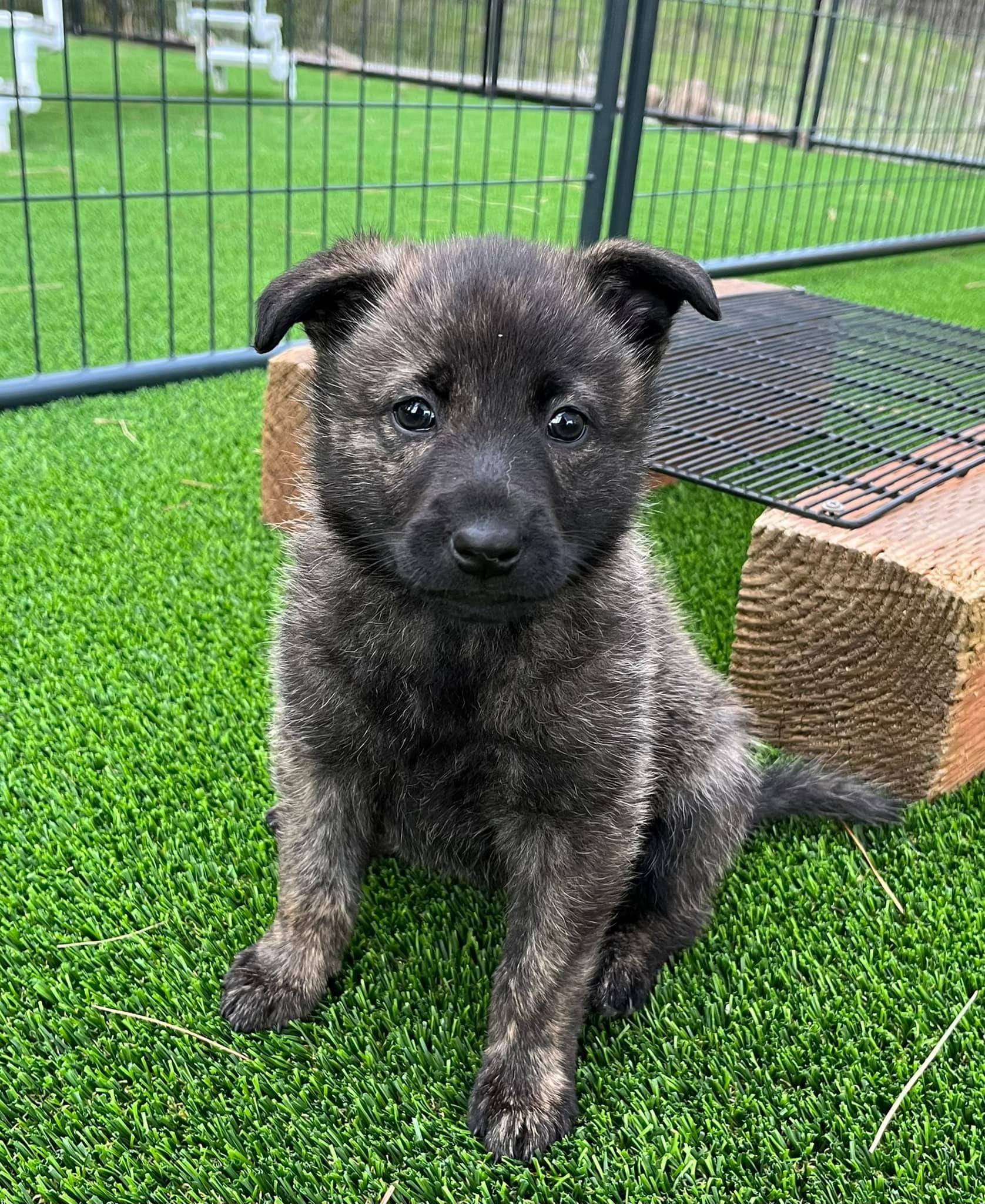 Violet_6weeks3.jpg
