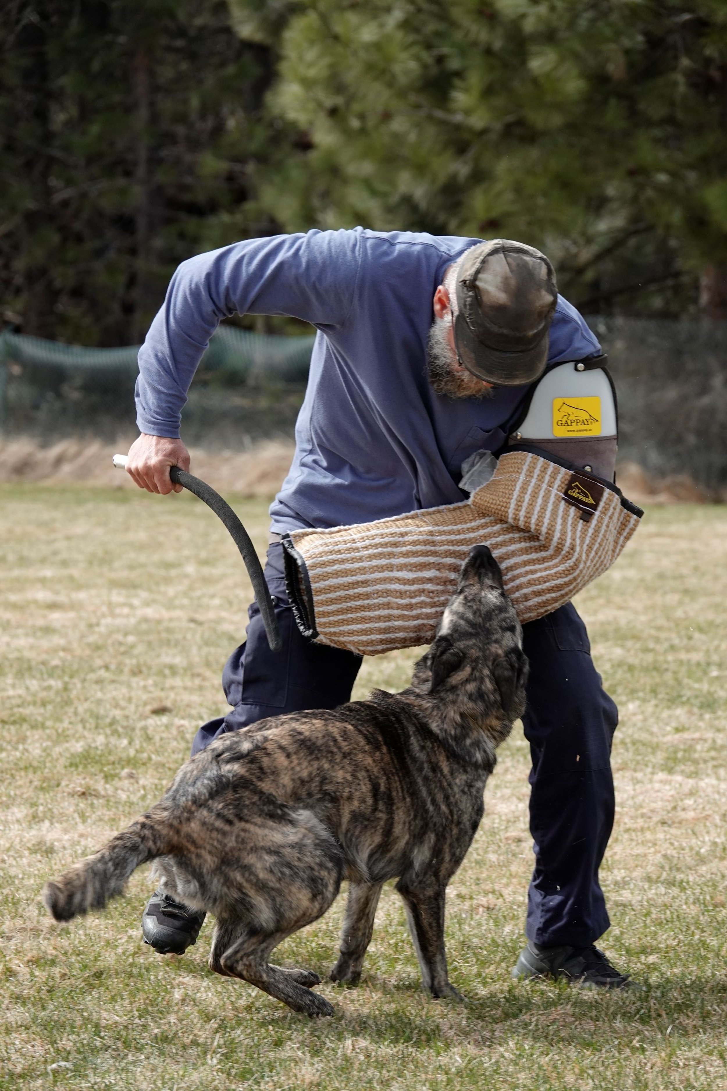 A man wearing protective gear trains a dog on a grassy field. The dog is biting a padded arm sleeve worn by the trainer.