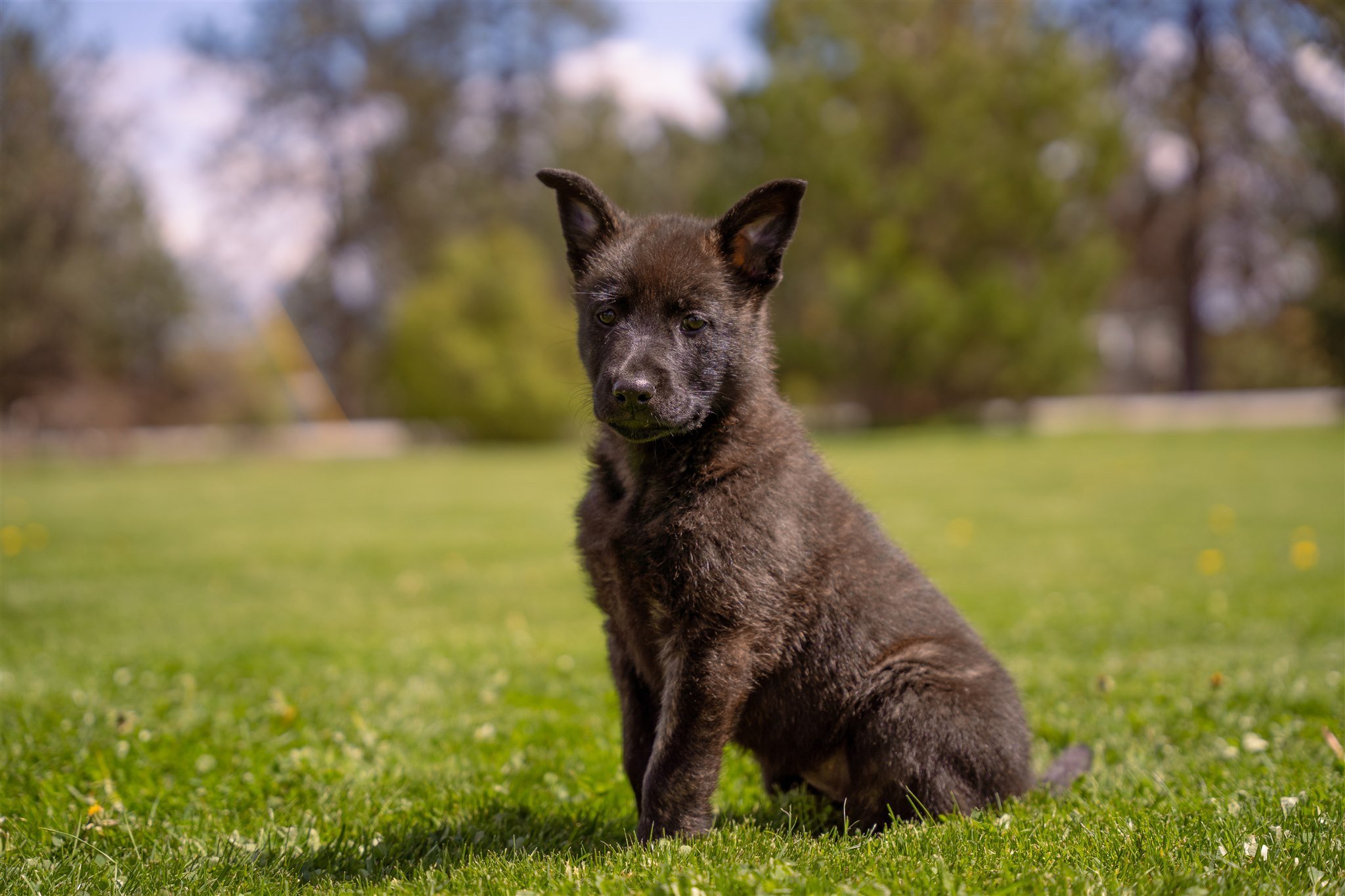 Pink_8weeks2.jpg