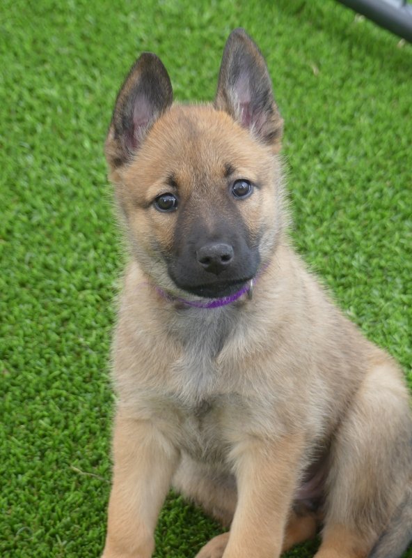Purple_8weeks (592x800).jpg
