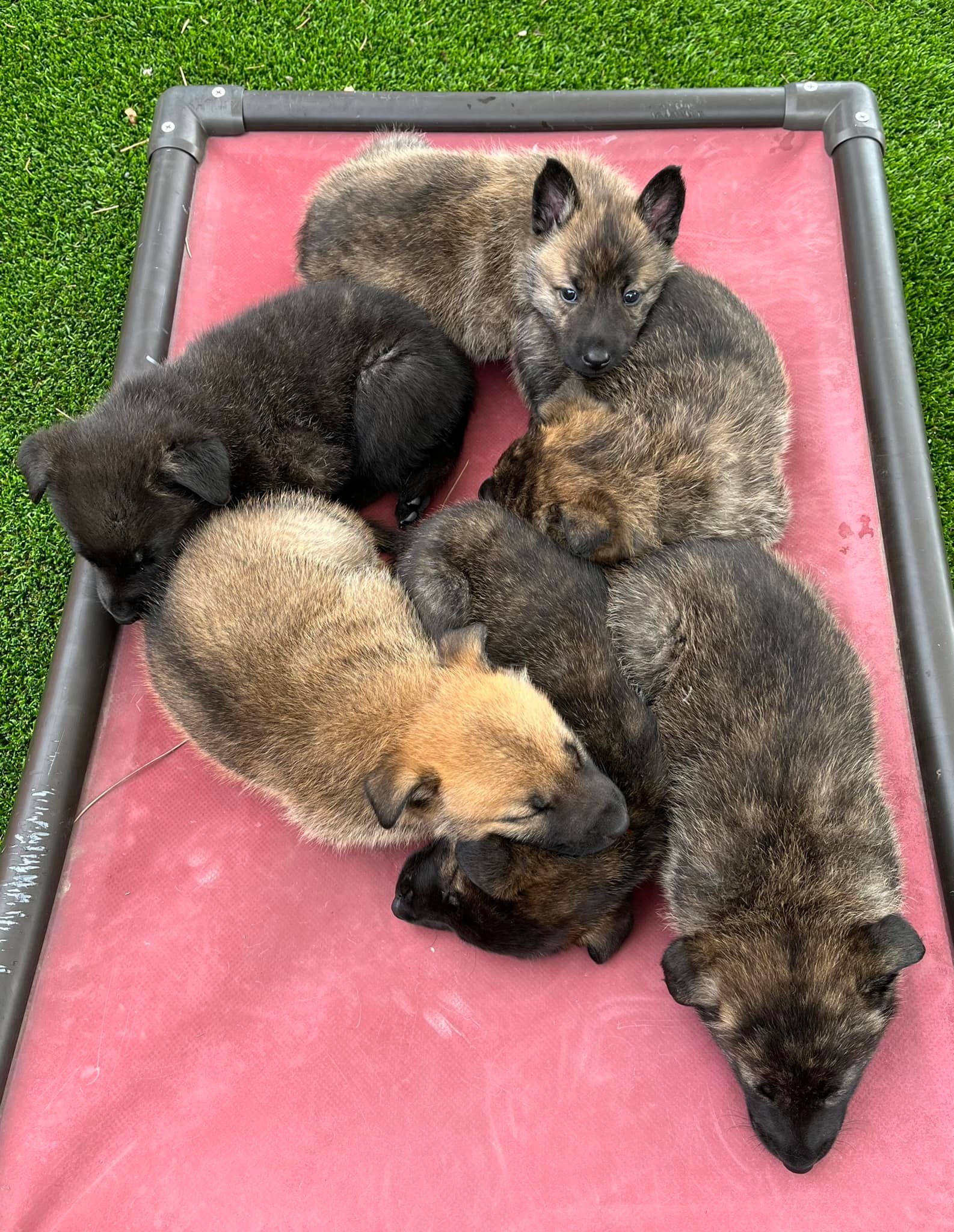 Nlitter_6weeks2.jpg