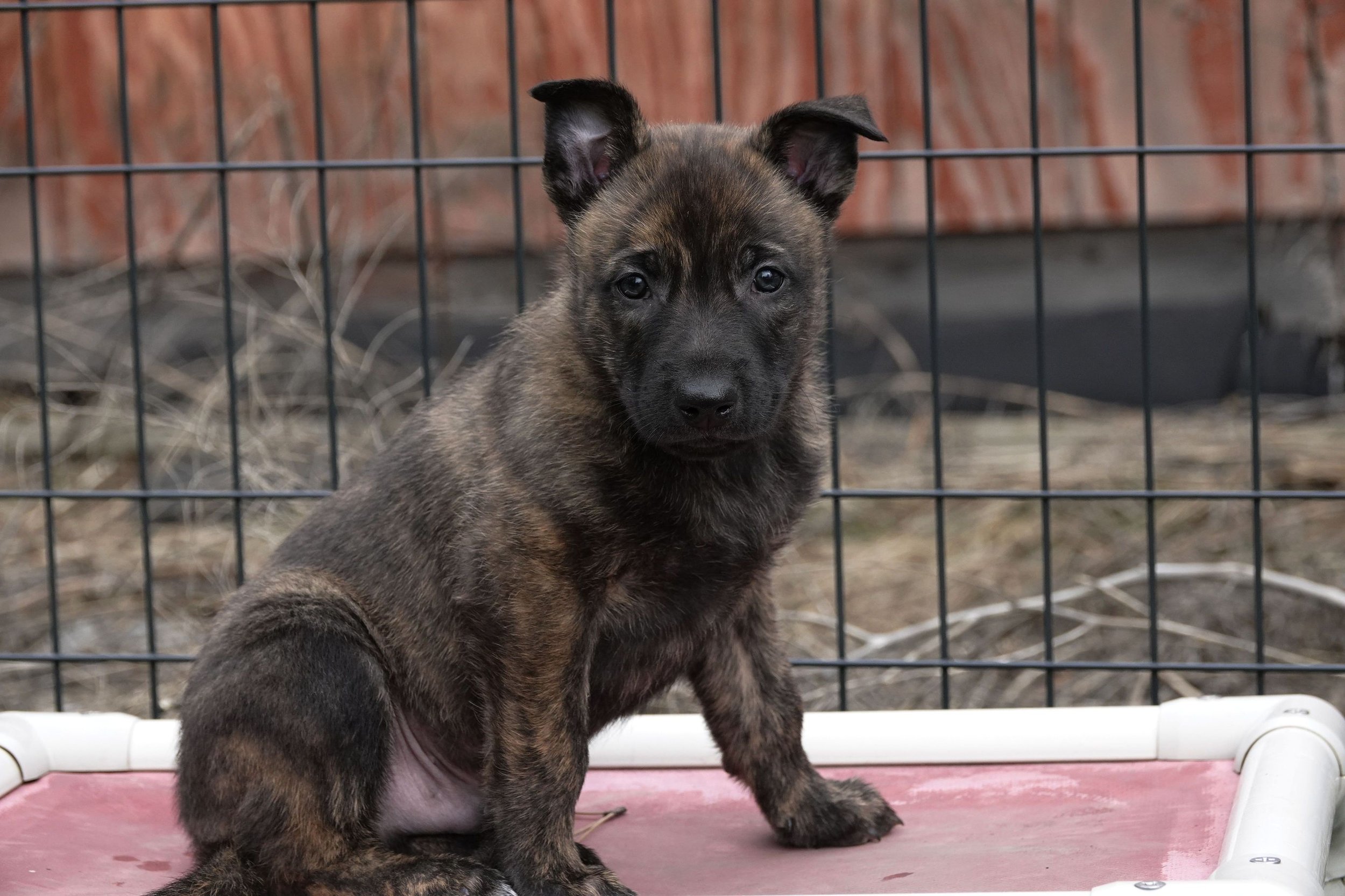 Blue_6weeks6_sm.jpg