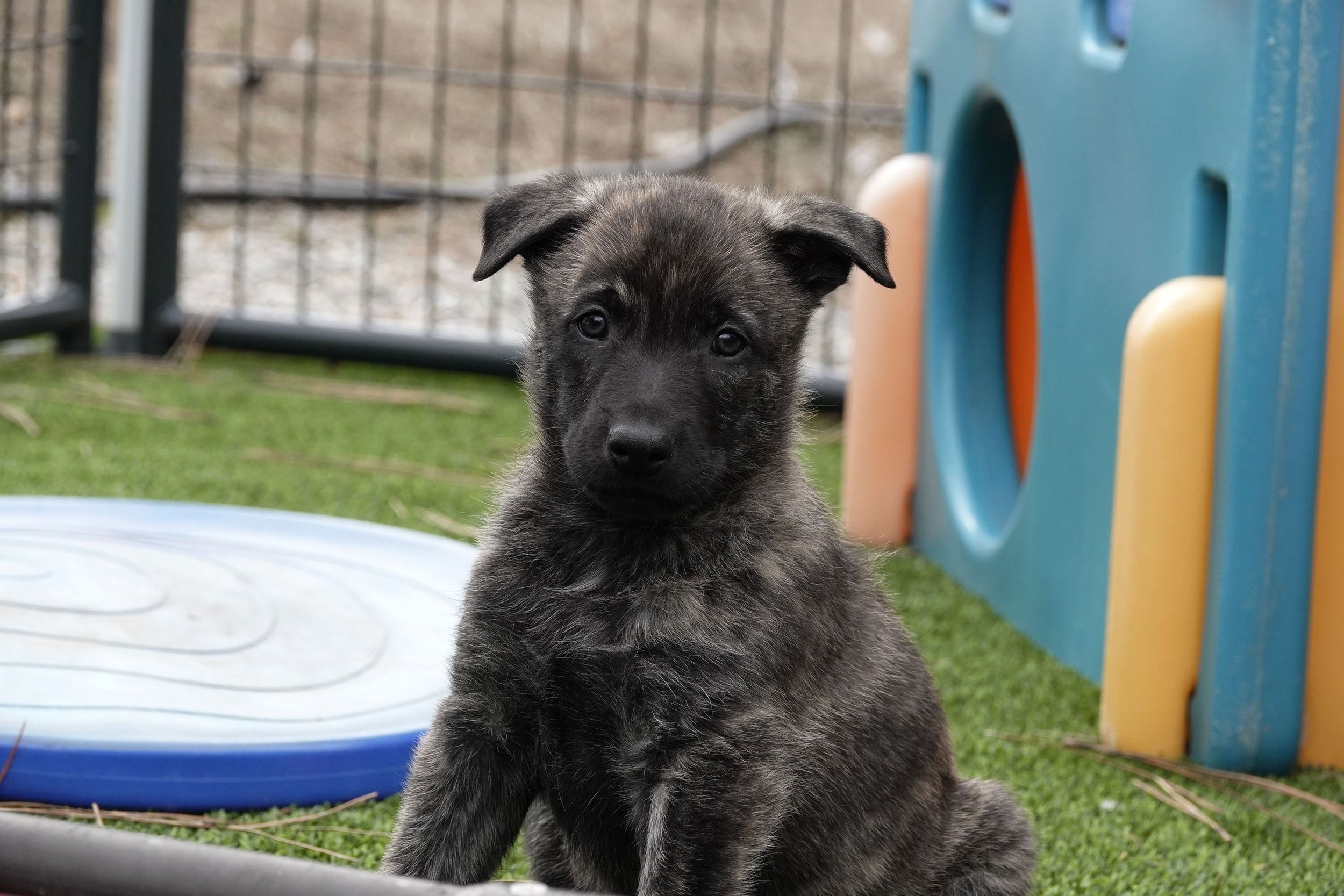 Green_6weeks6_sm.jpg