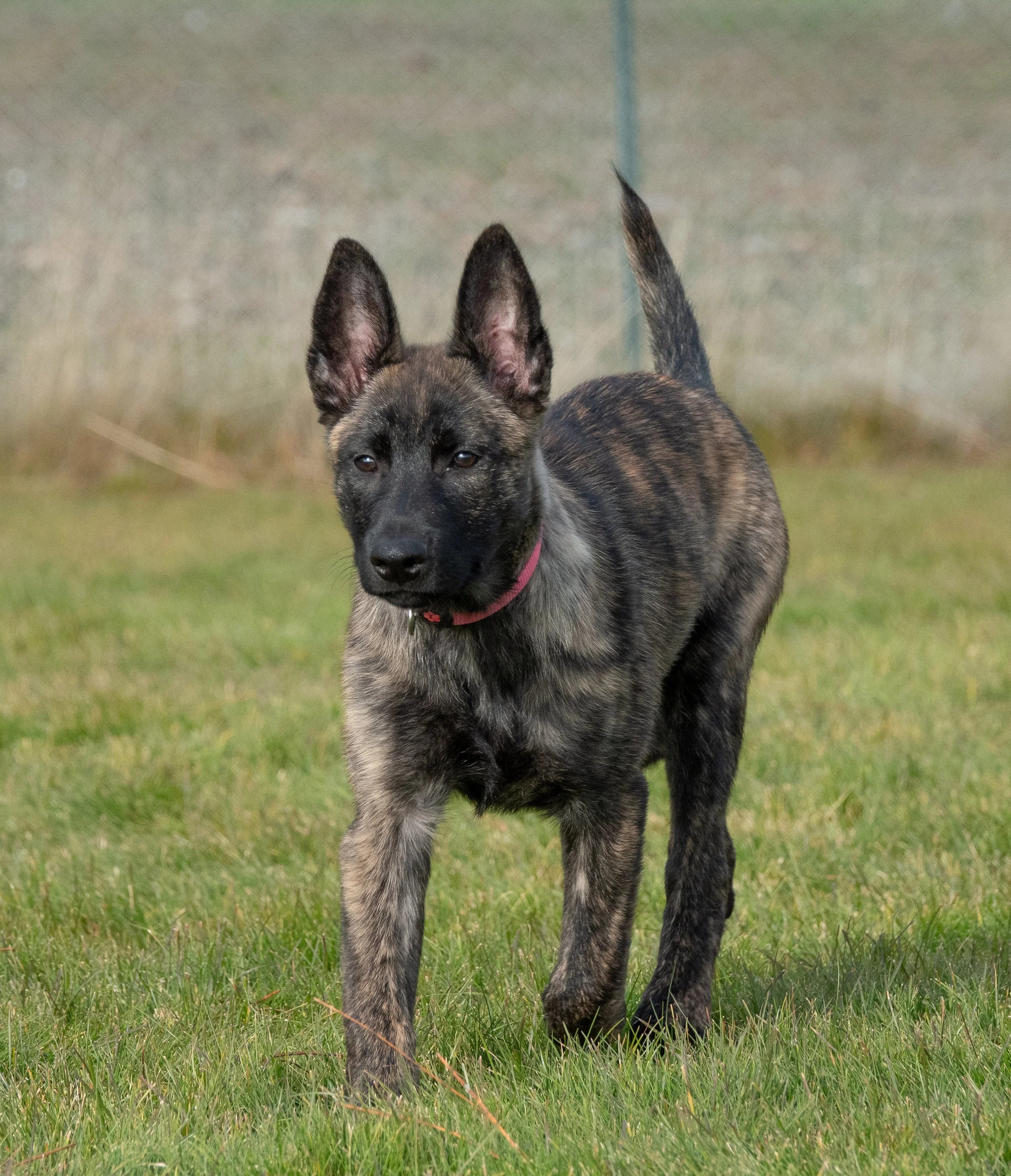 Tora_14weeks3.jpg