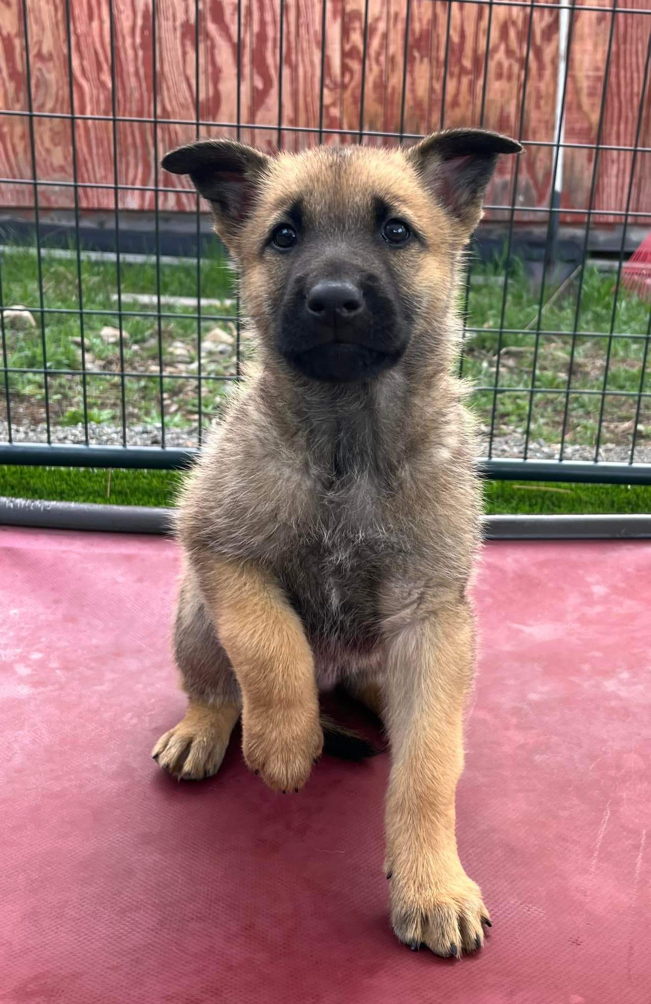 Nacho_8weeks.jpg