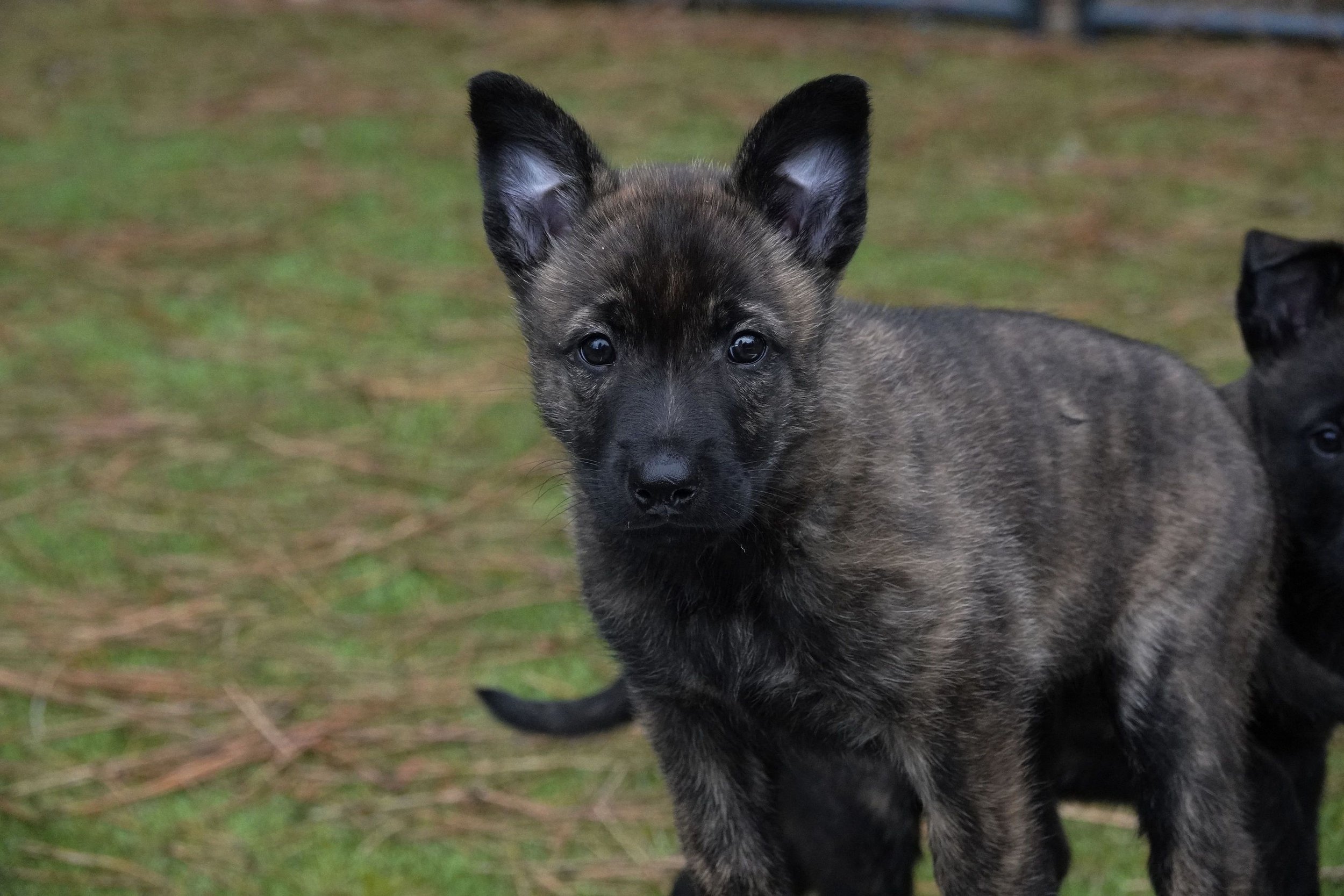 Pink_7weeks4_sm.jpg