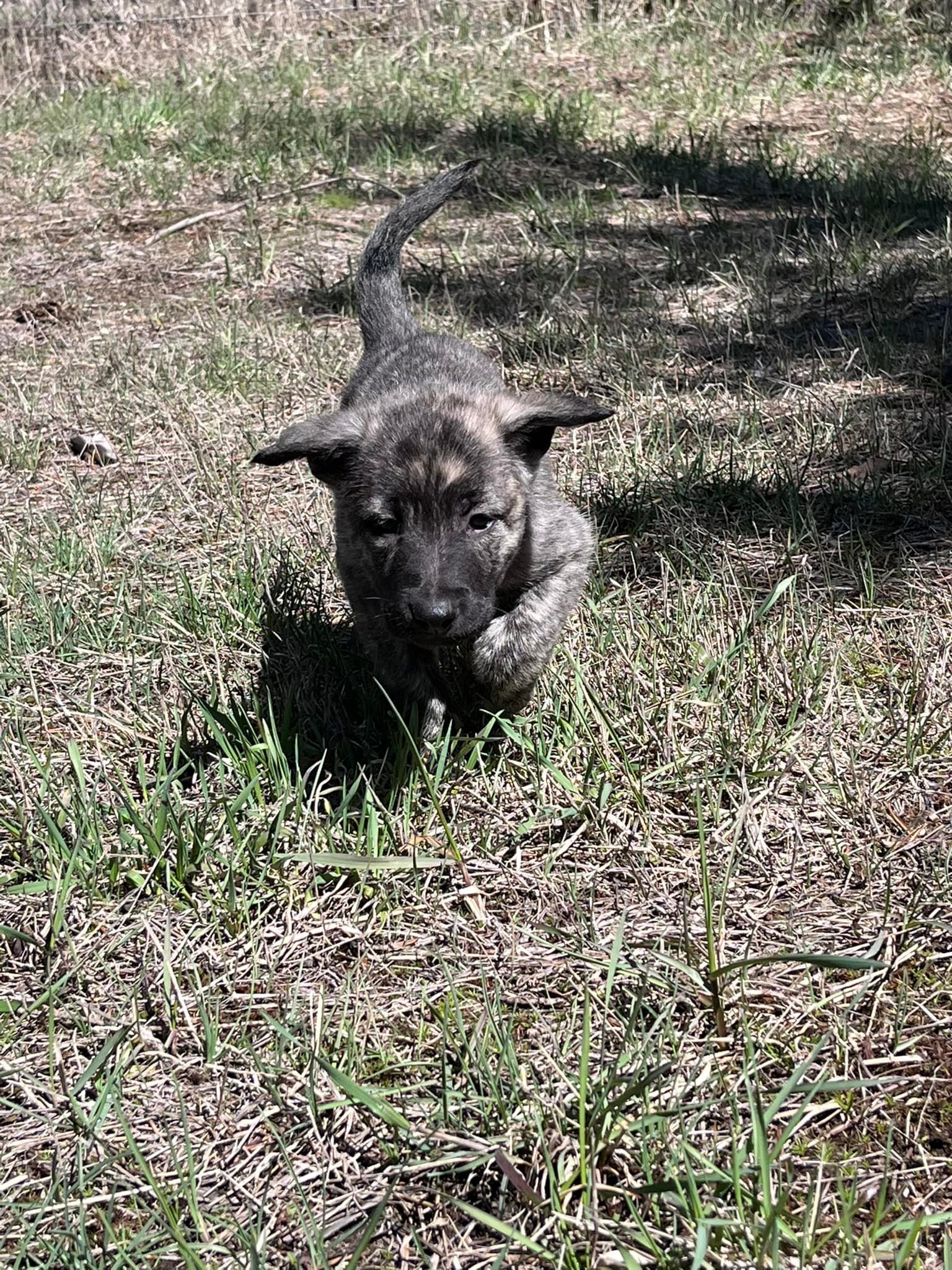 Blue_6weeks.jpg