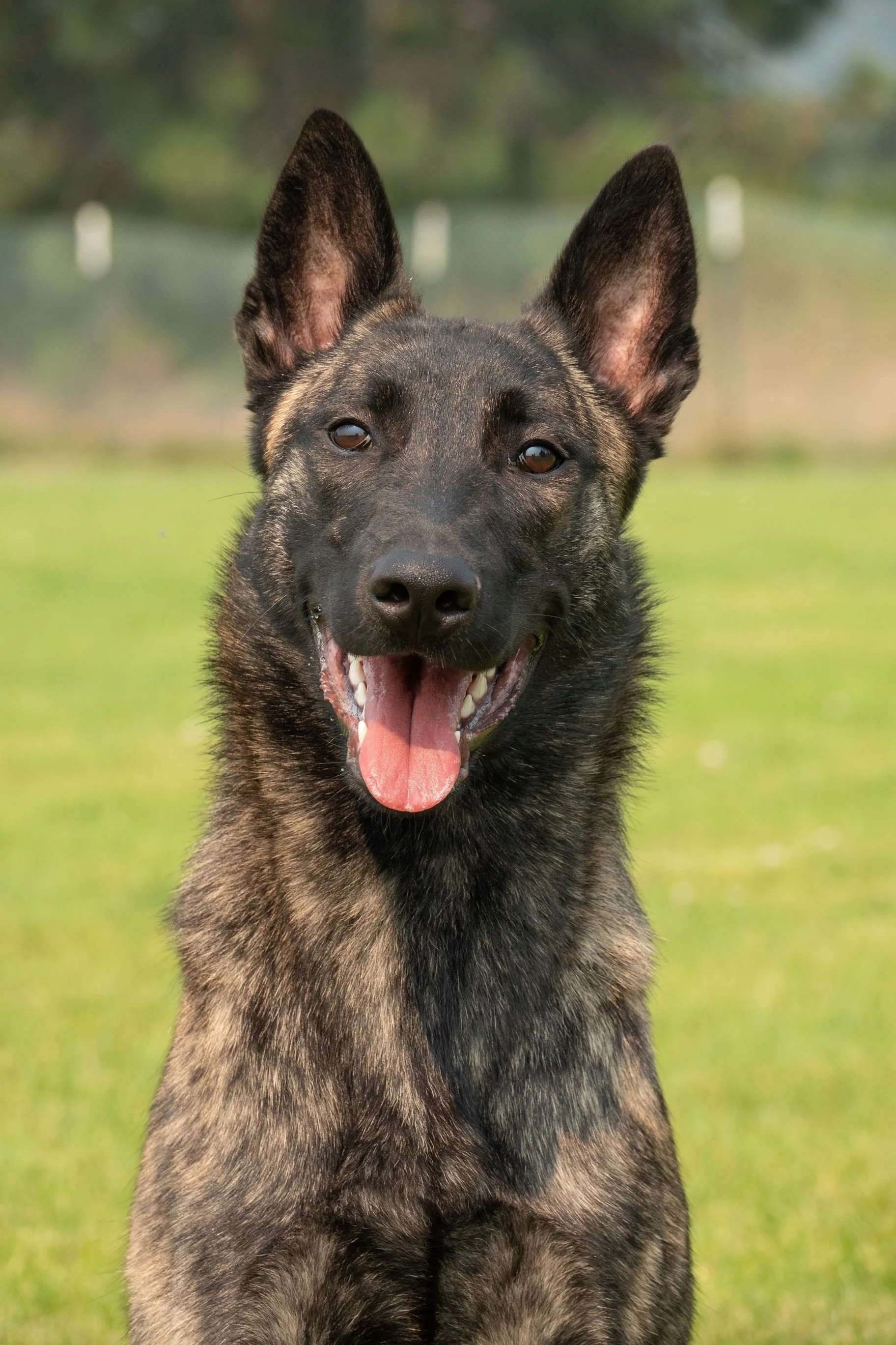 Tora 11 months 2.jpg