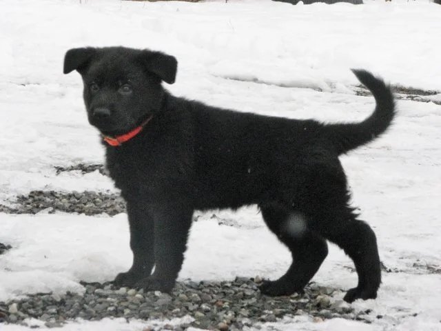 Grendel_6weeks4 (640x480).jpg
