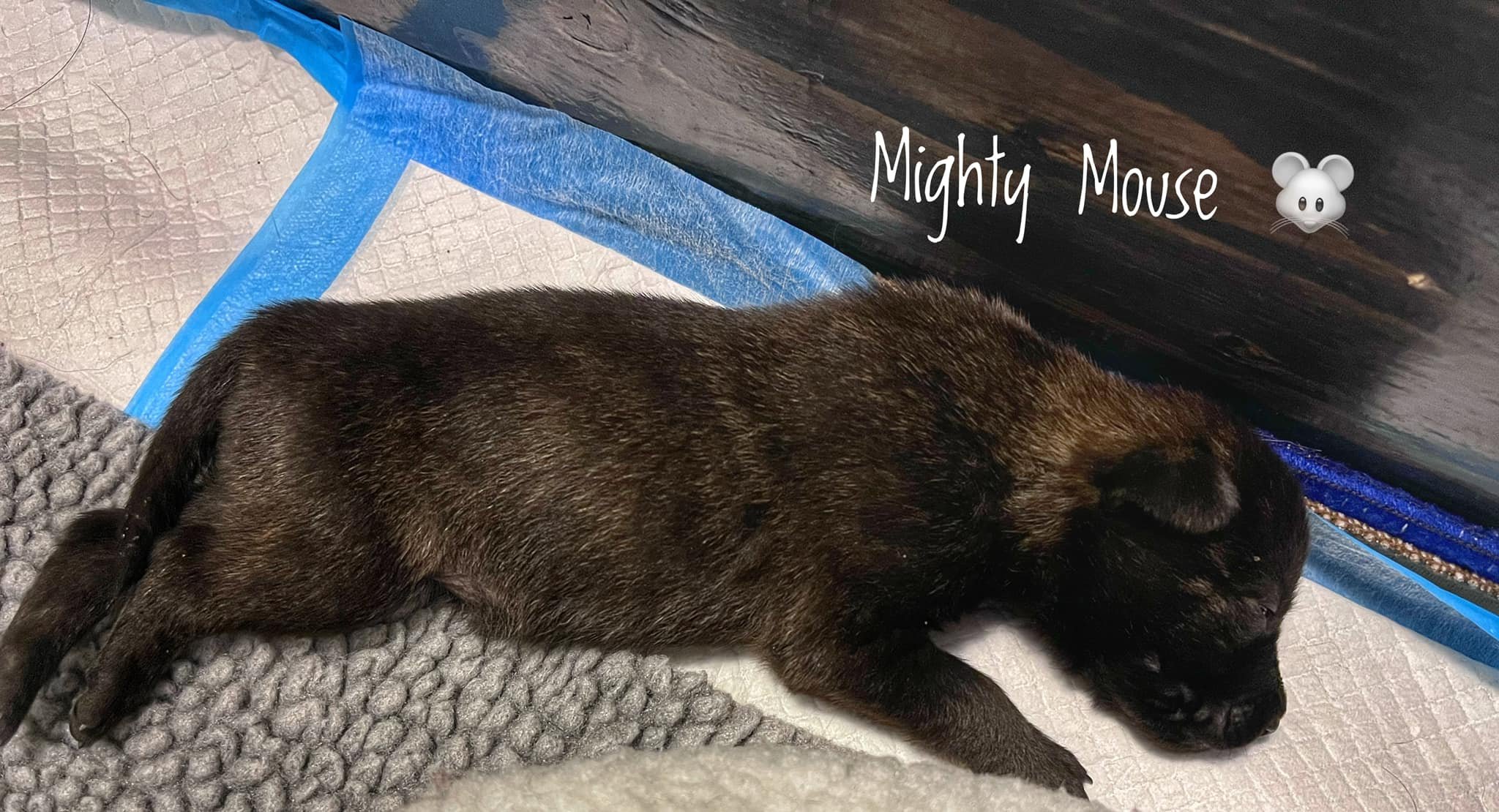 Mighty_2weeks.jpg