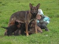 Qulle-pups.jpg