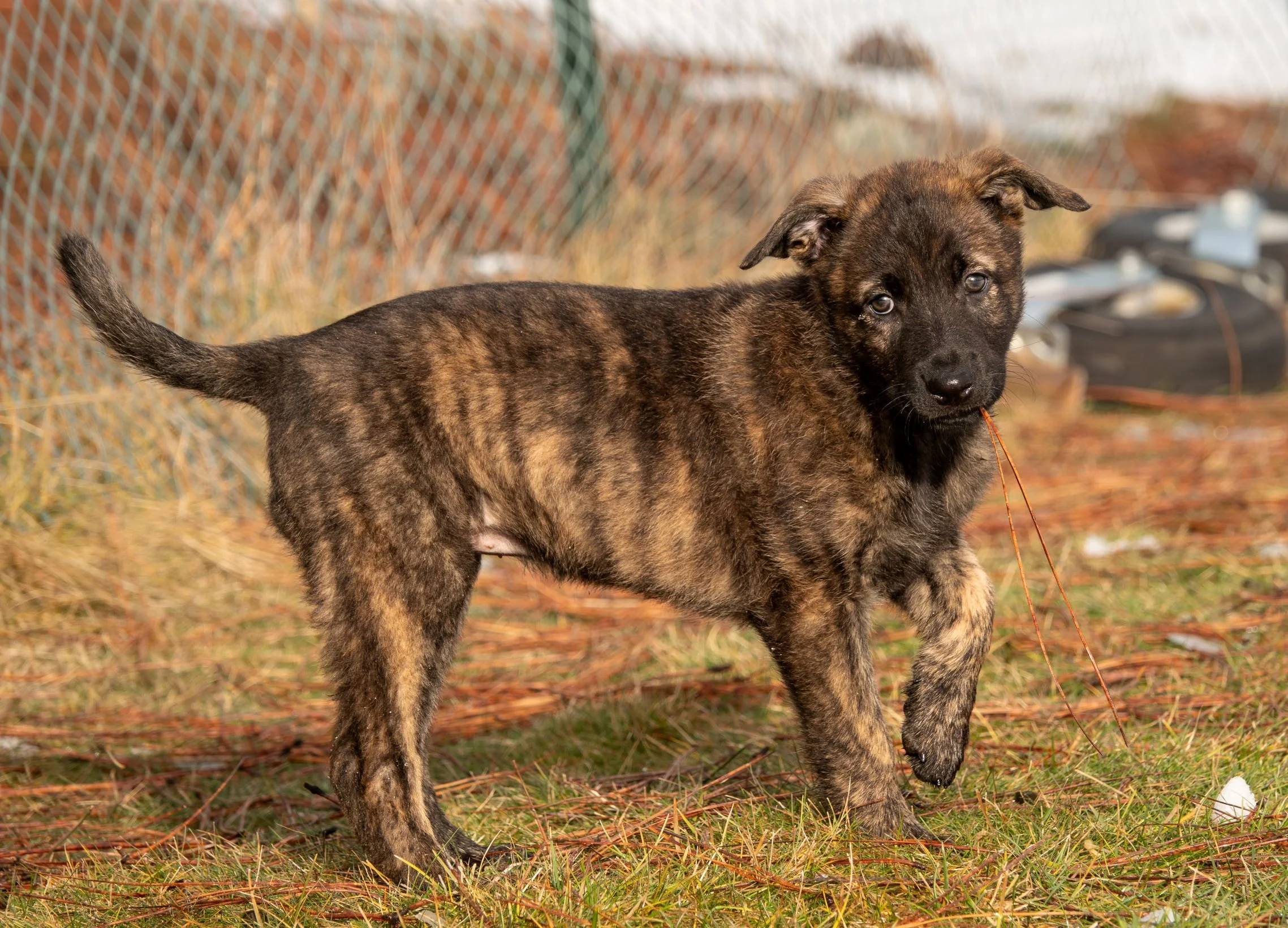 Sienna collar female - 7 weeks