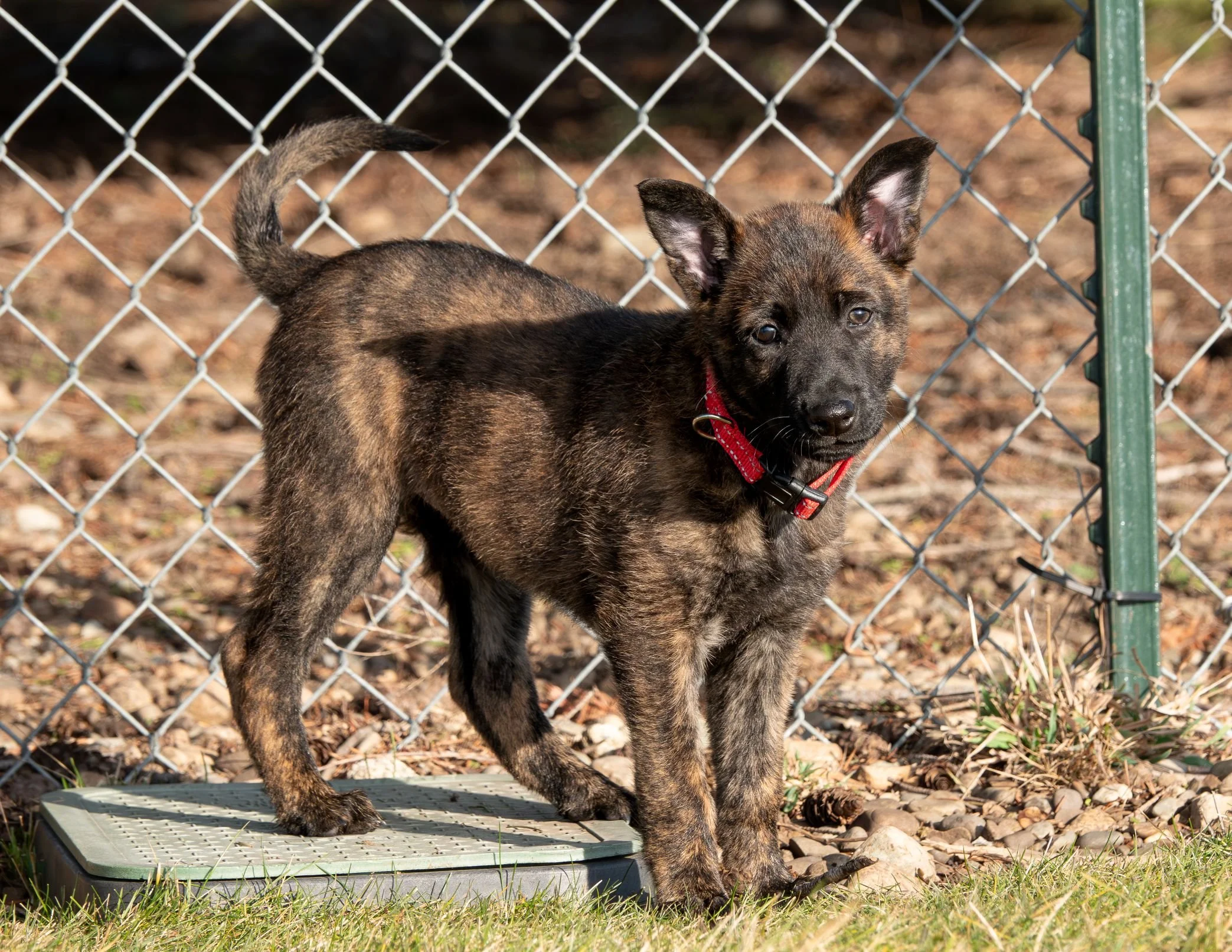 Scarlet - Proverb (Verb) - 8 weeks