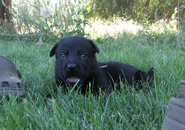 Yellow_4weeks1+(640x450).jpg