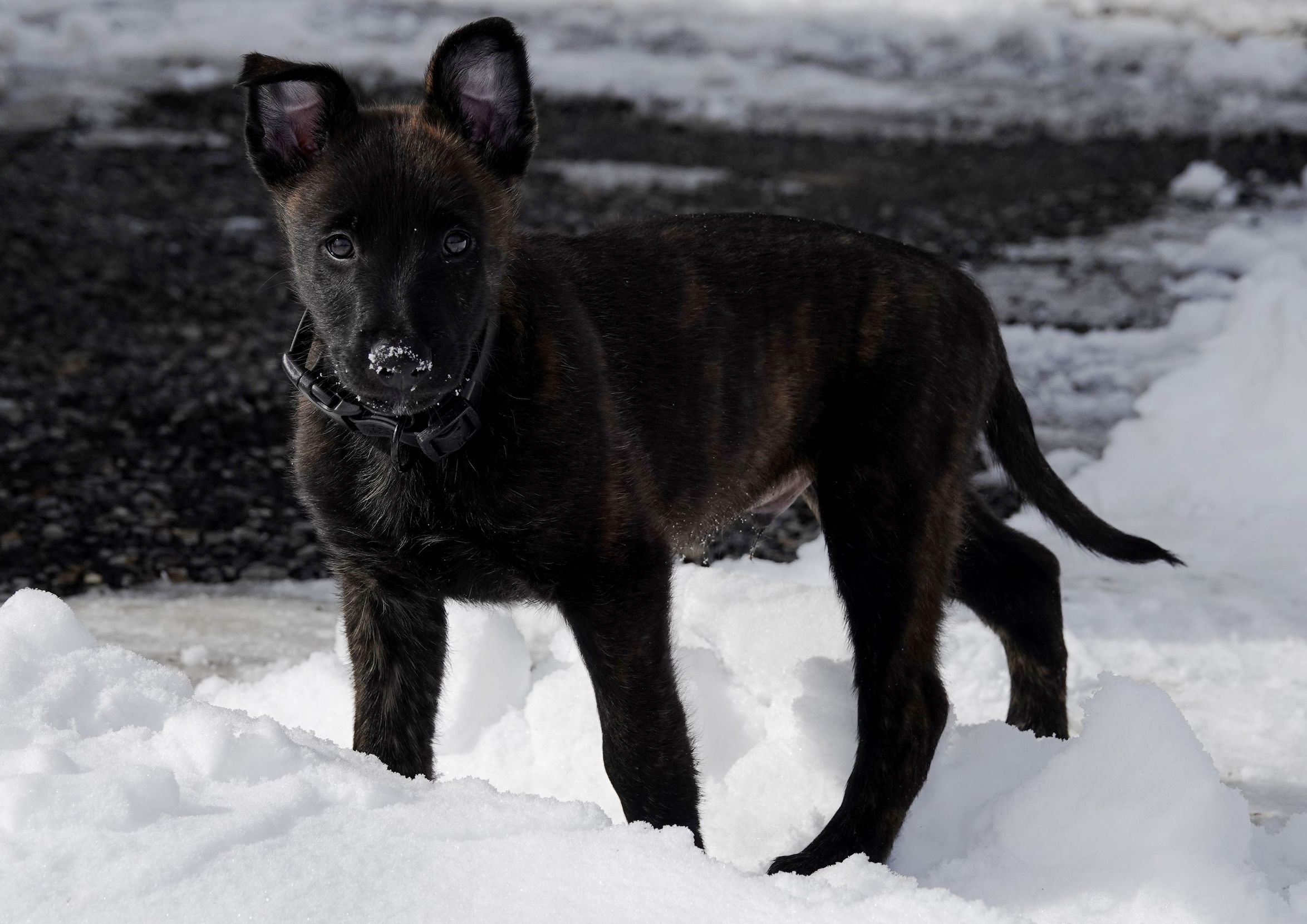 Black_8weeks1_sm.jpg