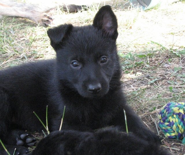 Edie_5weeks4+(640x539).jpg