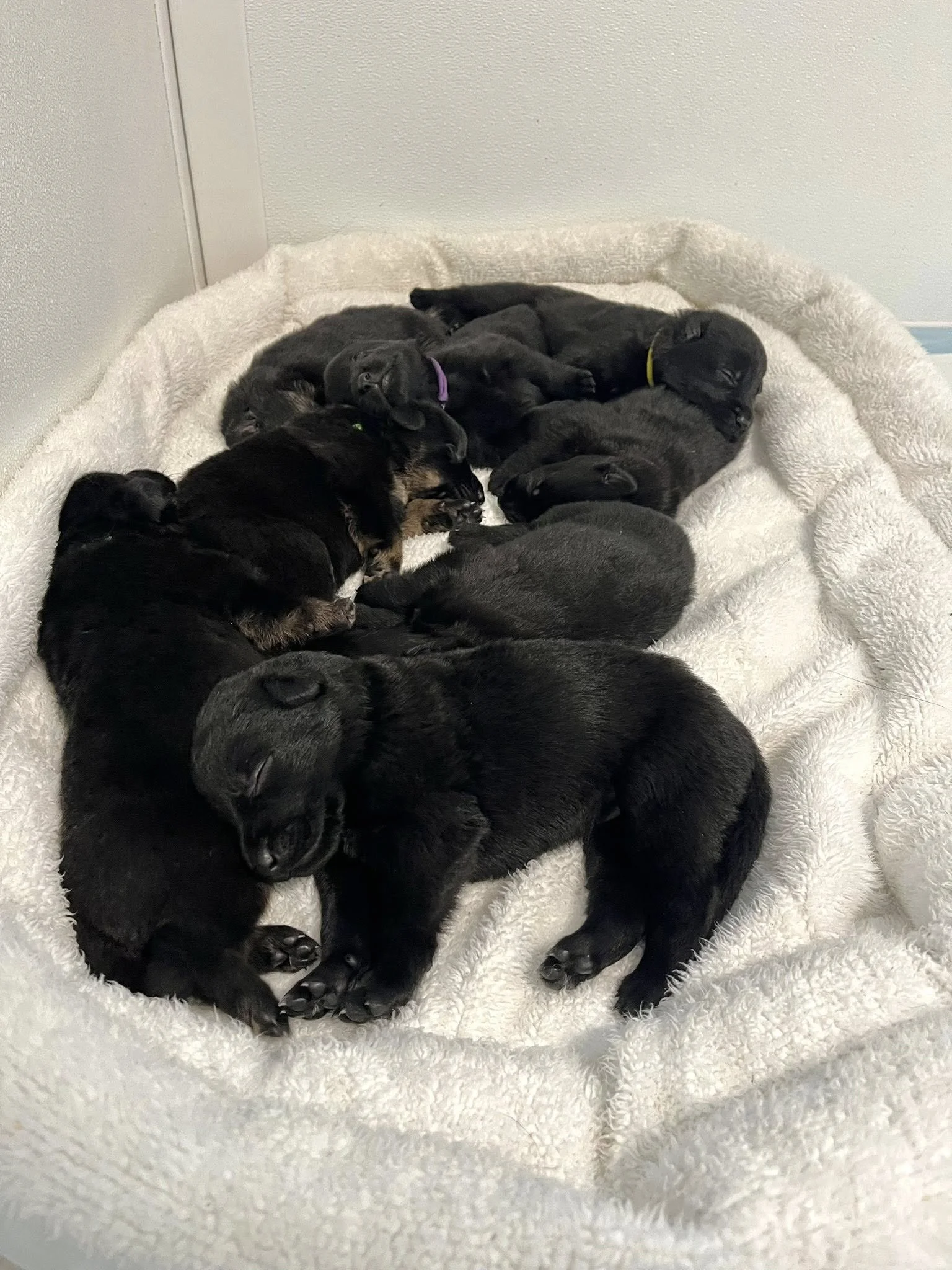 S Litter - Day 15