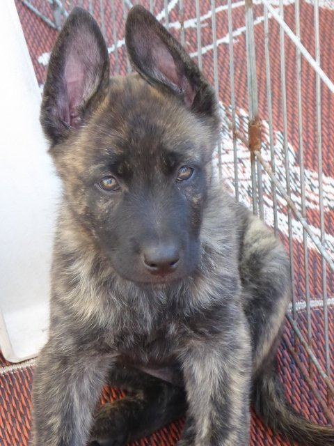 Juggernaut - 7 weeks.jpg