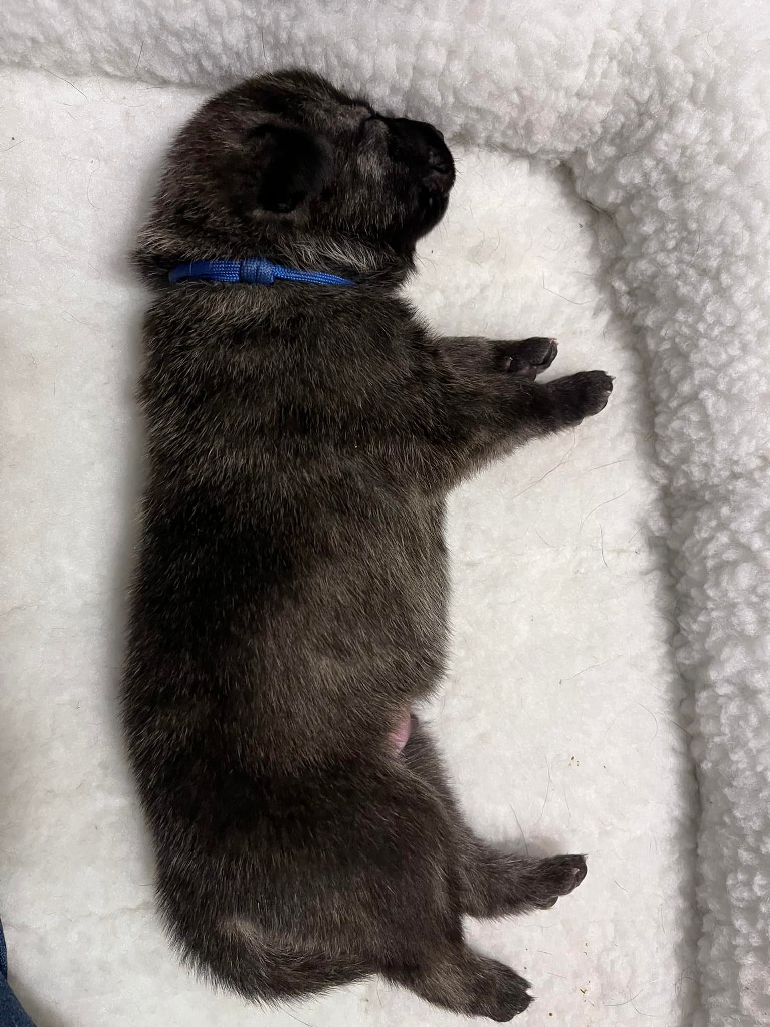 Blue_2weeks.jpg