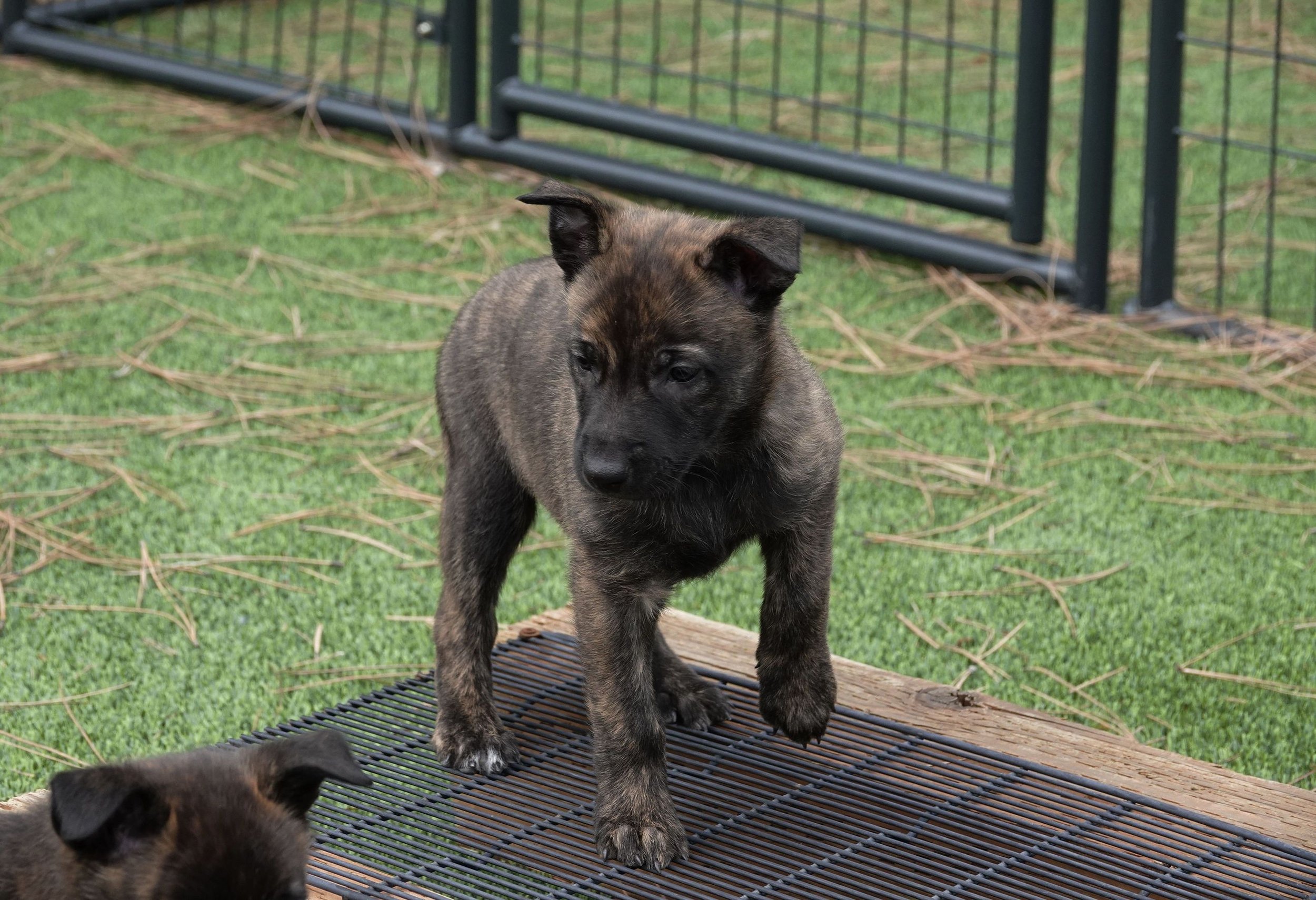 Blue_6weeks5_sm.jpg