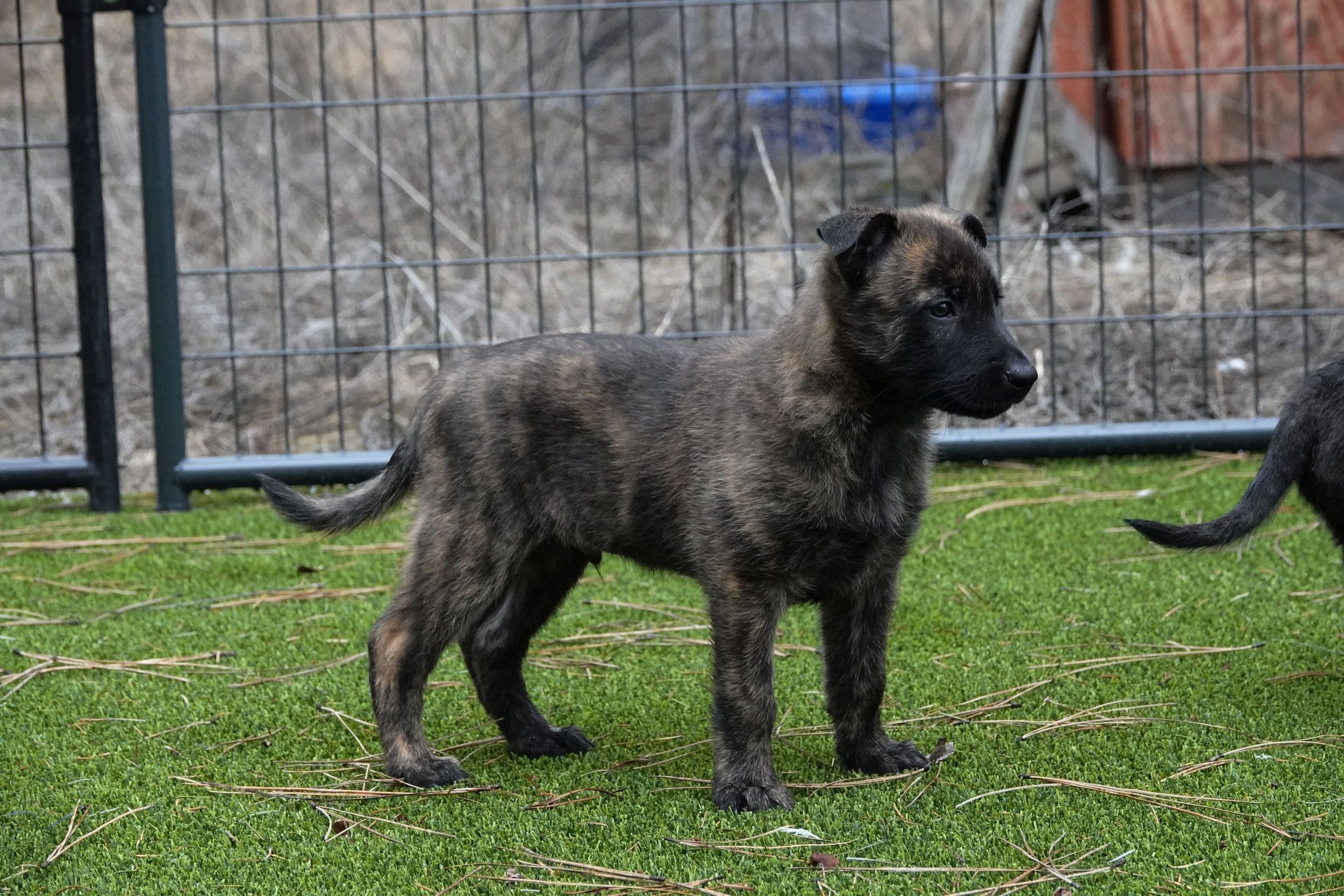 Orange_7weeks3_sm.jpg