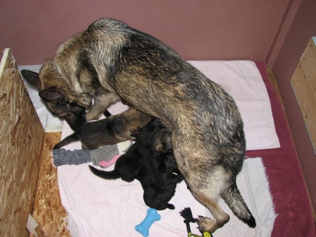 Vimse_nursery+(640x480).jpg