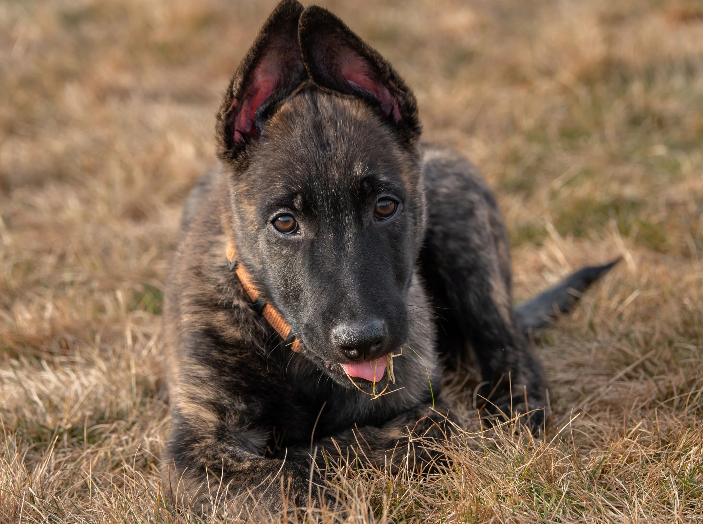 Cadet_12weeks6.jpg