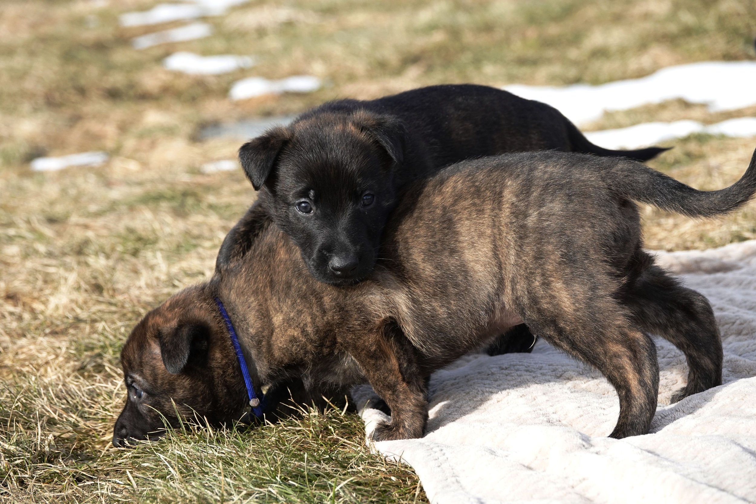 Black_Blue_4weeks1_sm.jpg