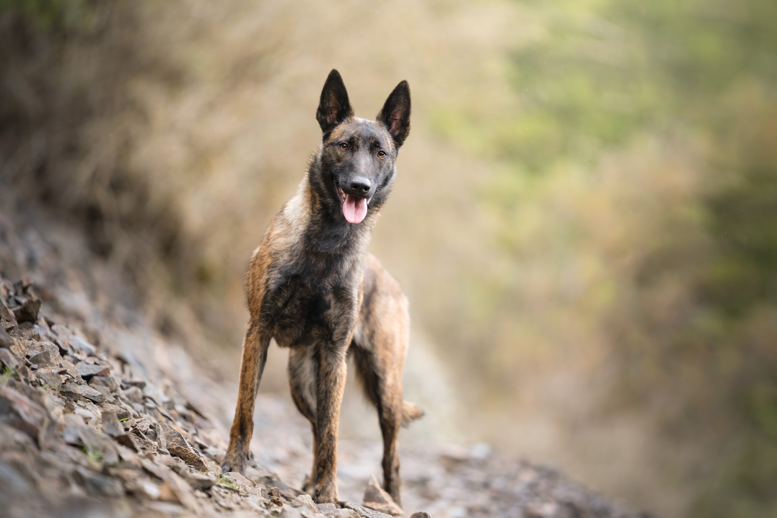 A Dutch Shepherd dog standing on a rocky slope with its tongue out, in an outdoor setting.
