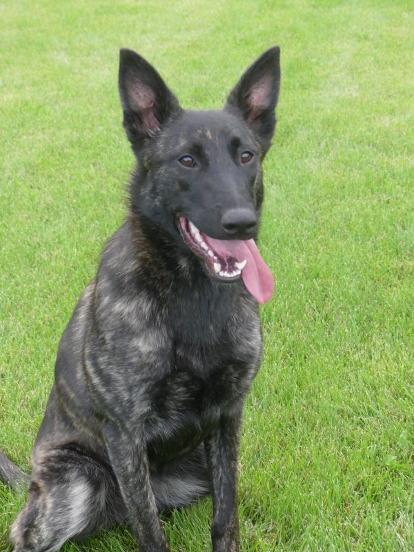Puca_10months3 (600x800).jpg