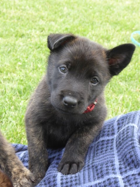 Jolt - 3.5 weeks.jpg