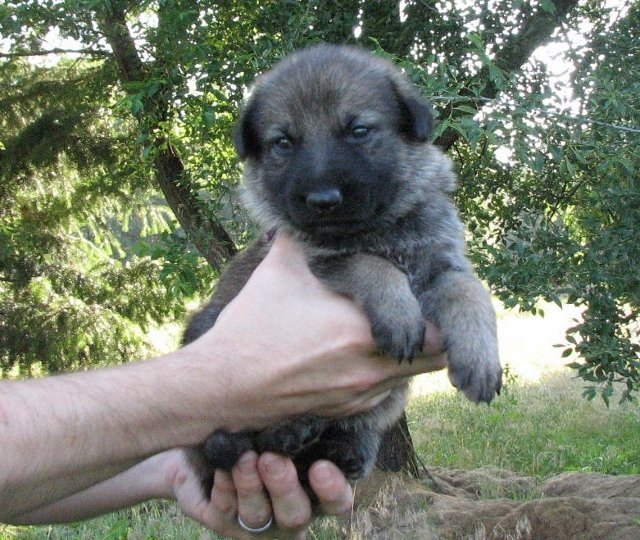 Purple_3weeks+(640x540).jpg