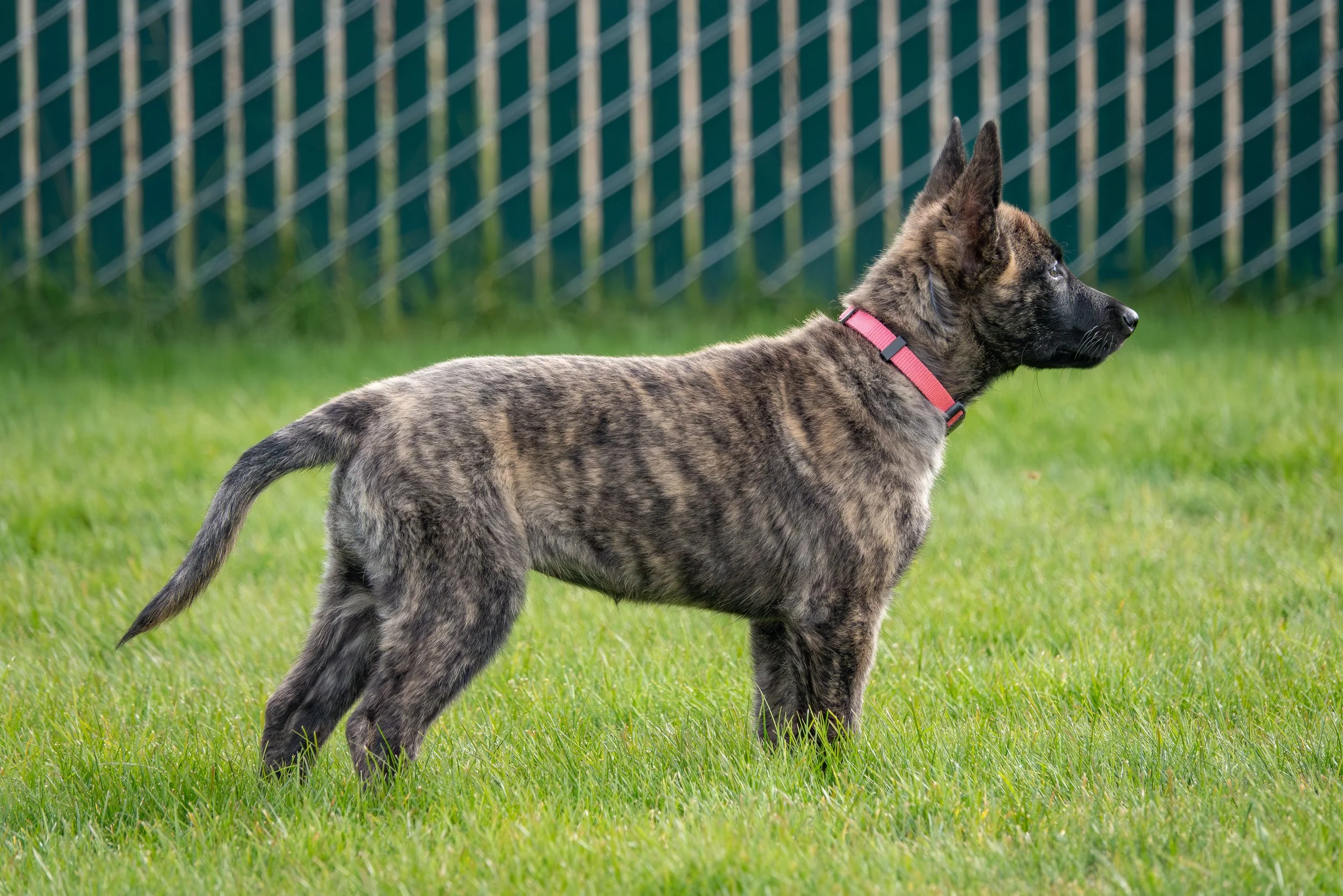 Tora_10weeks3.jpg