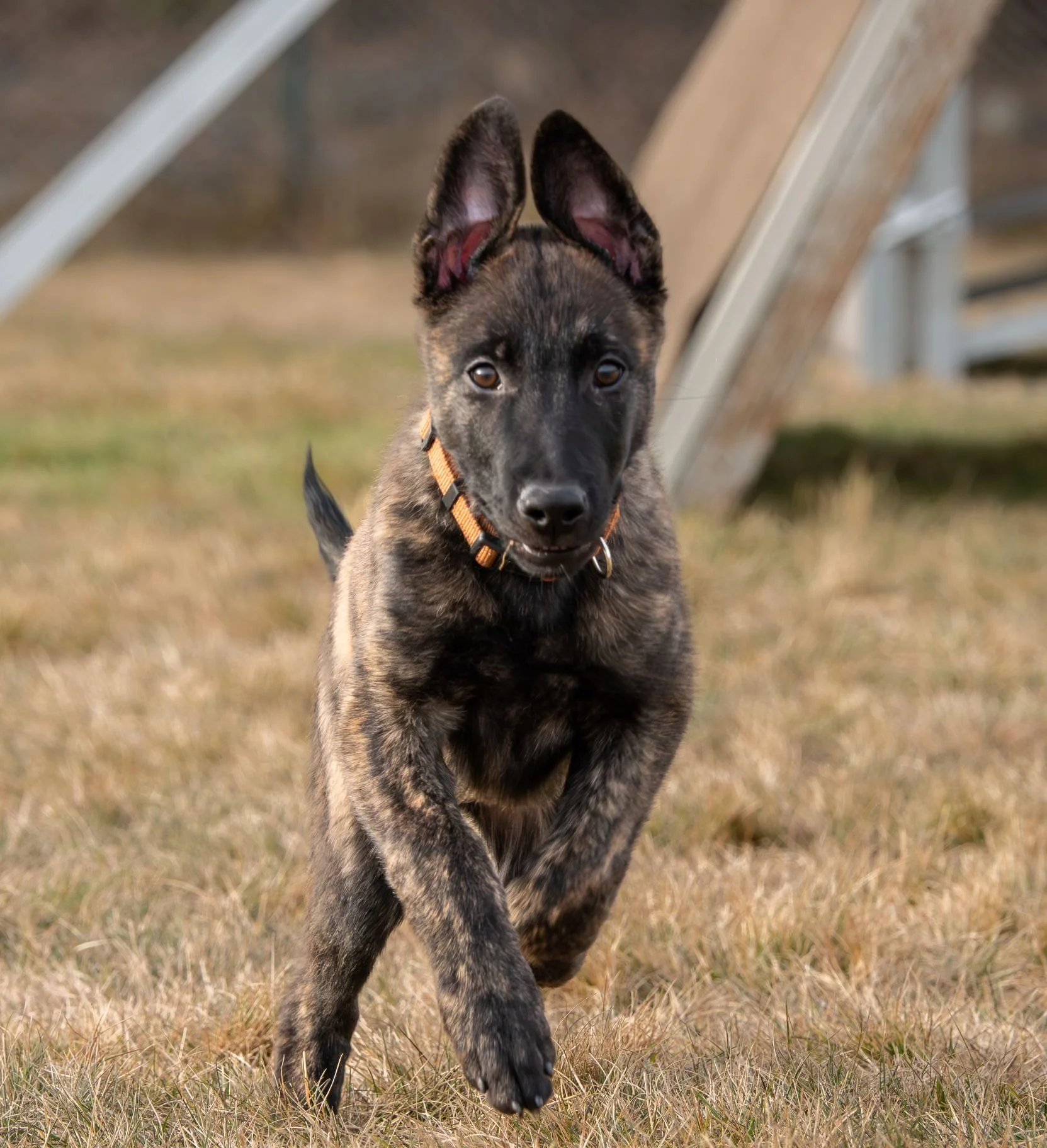 Cadet_12weeks5.jpg
