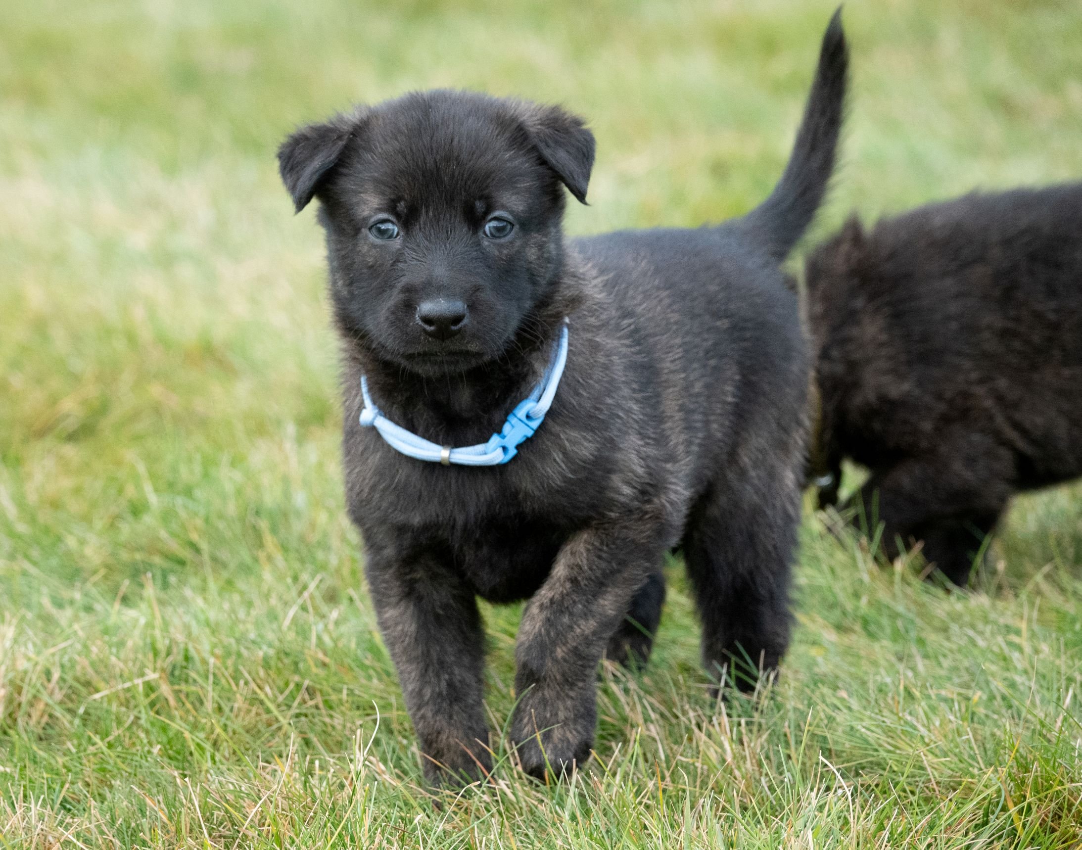 Periwinkle Collar Male - 4 weeks