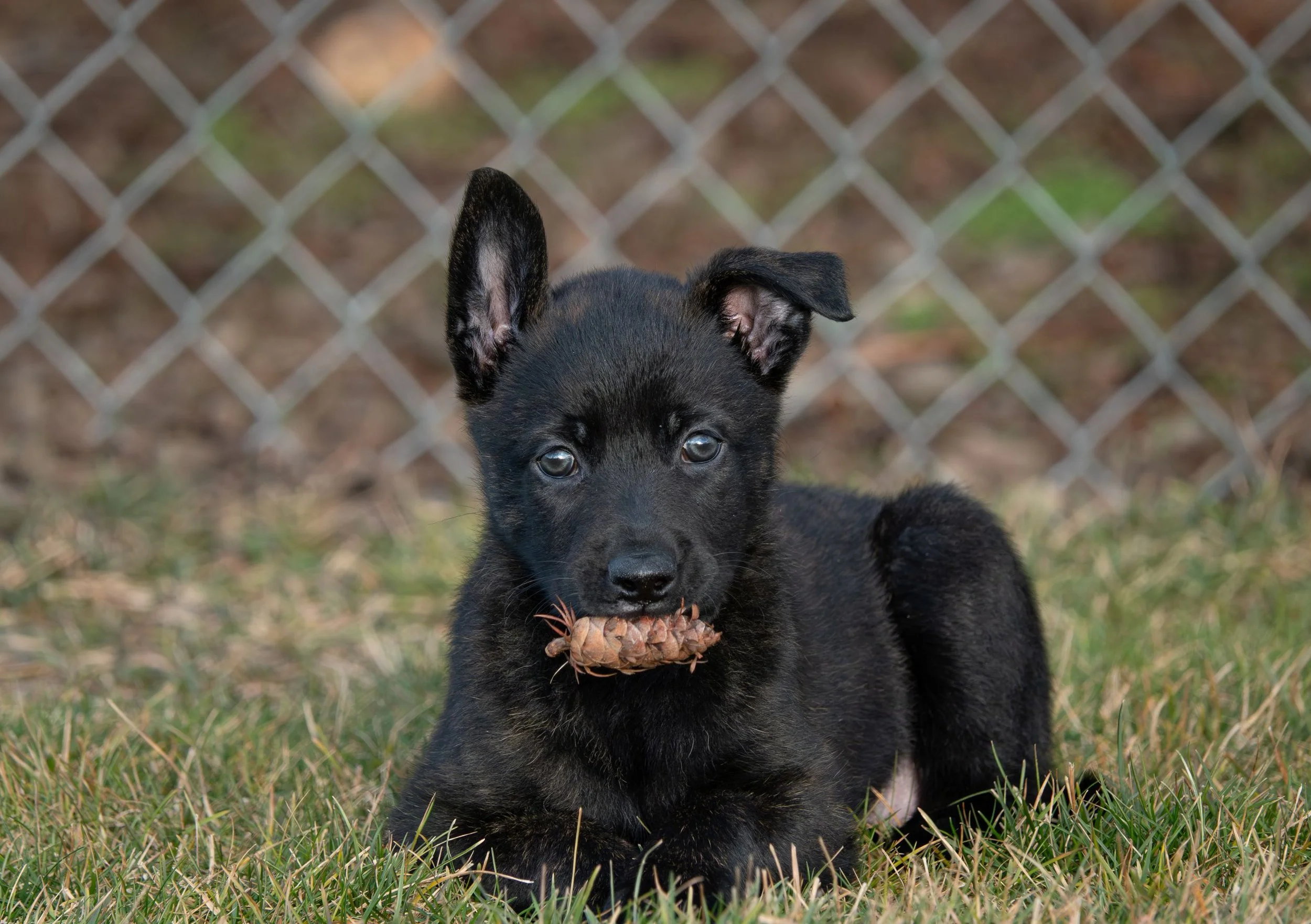 Pink collar female - 6 weeks