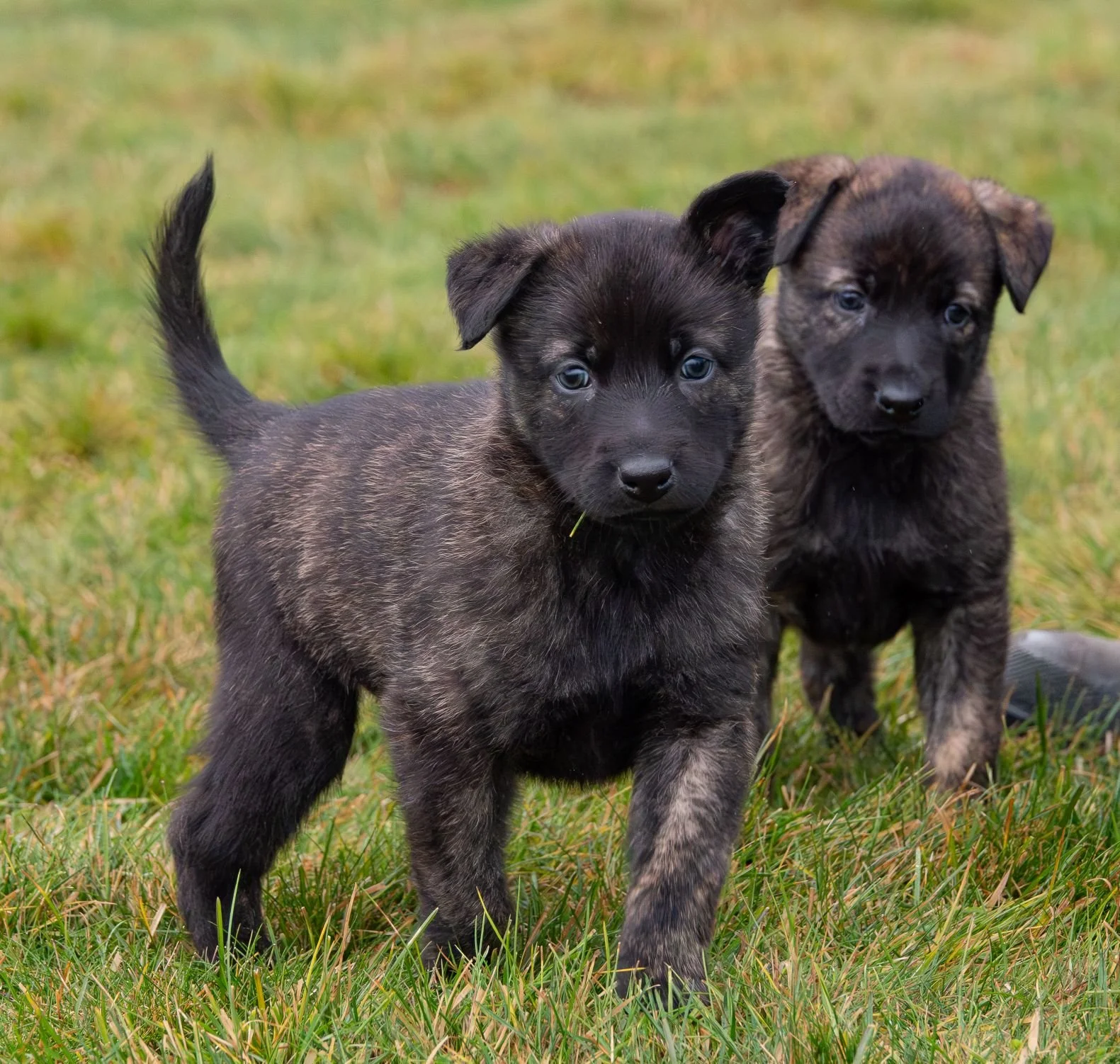Periwinkle collar male - 5 weeks