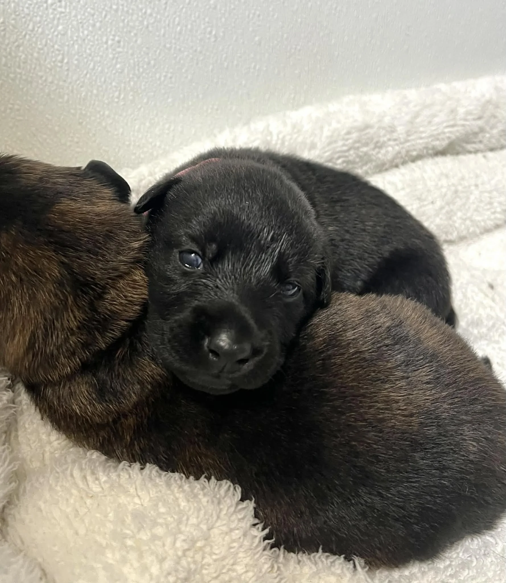 Pink Collar Female - 2 weeks